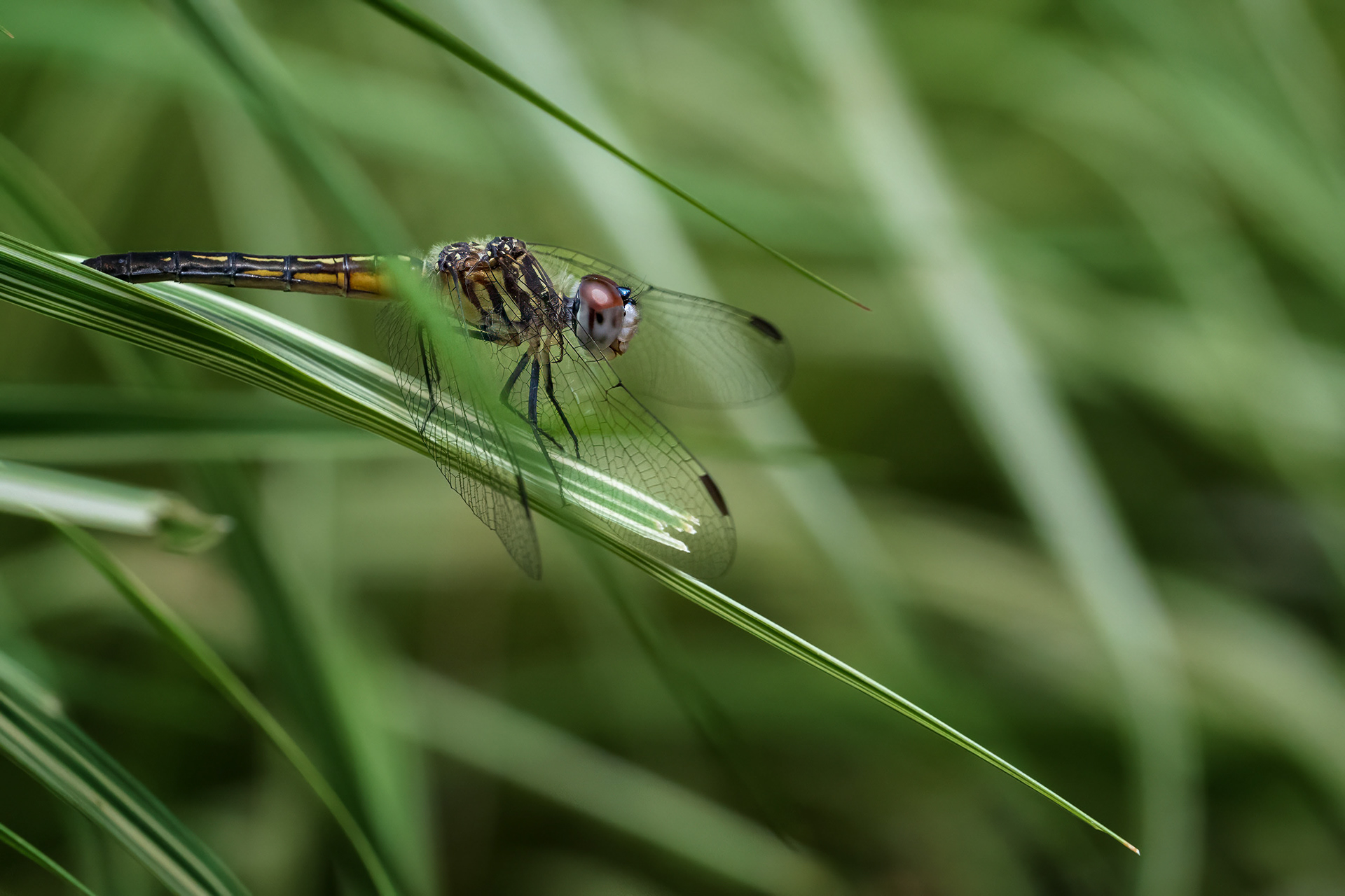 Dragonfly - RBG