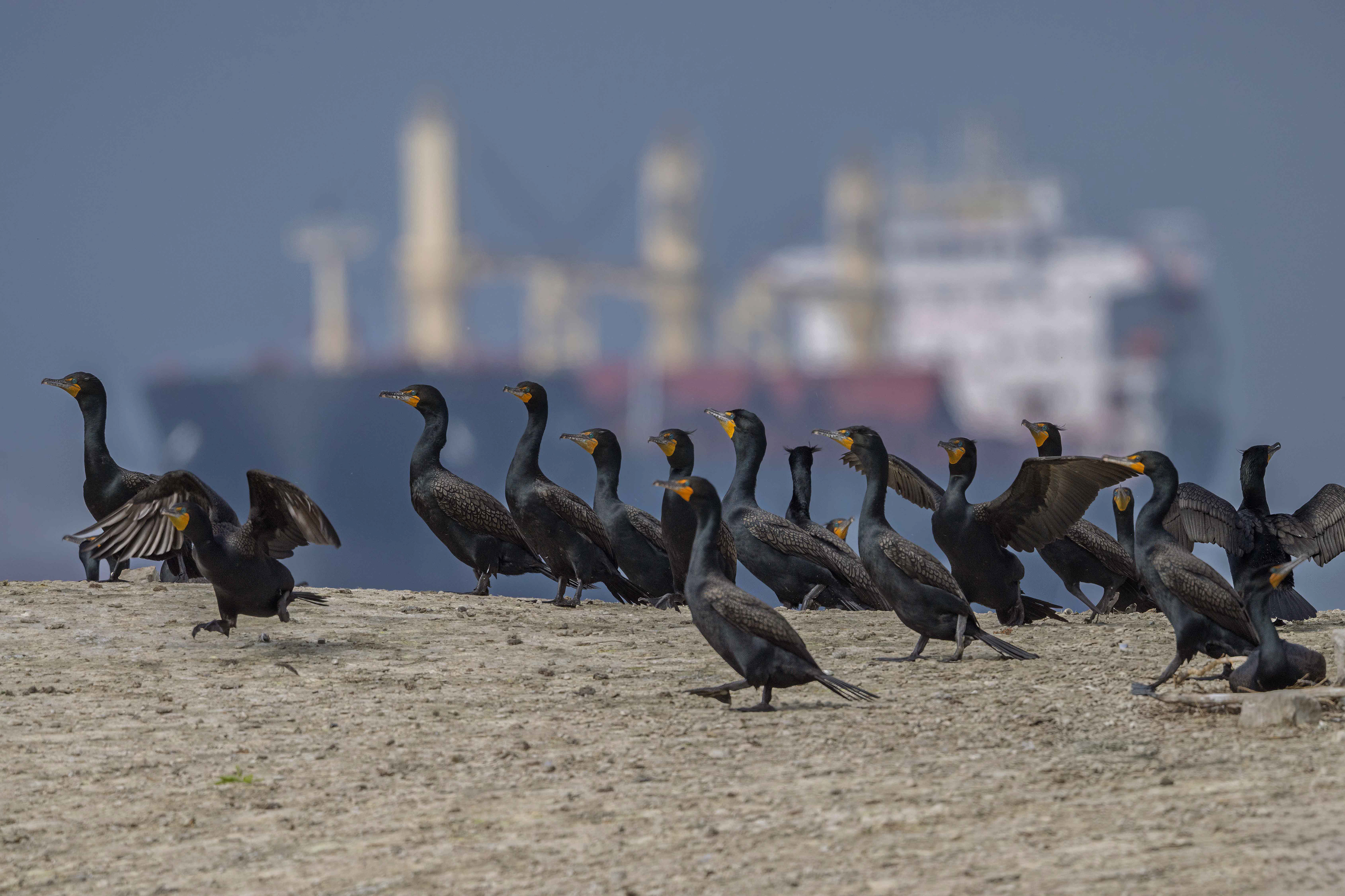 Double-crested Cormorants - Burlington