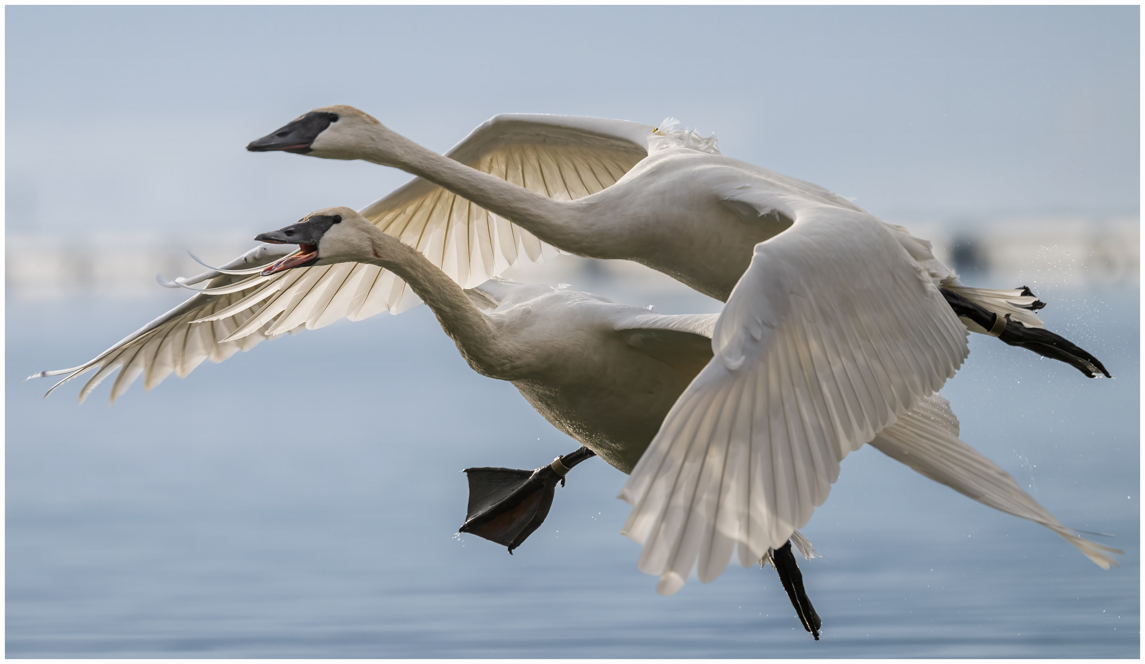 Trumpeter Swans - LaSalle Park