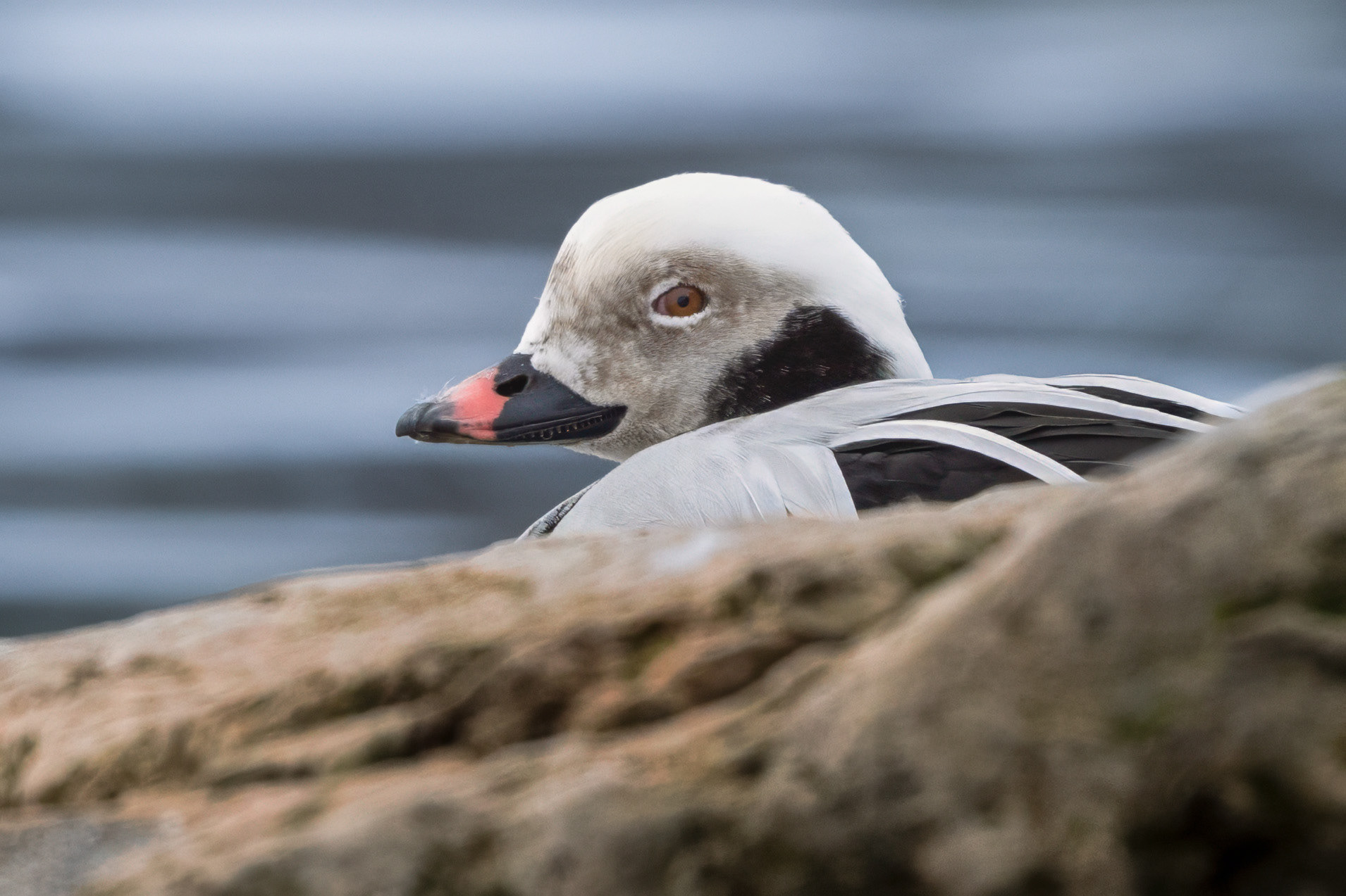 Long-tailed Duck - Oakville