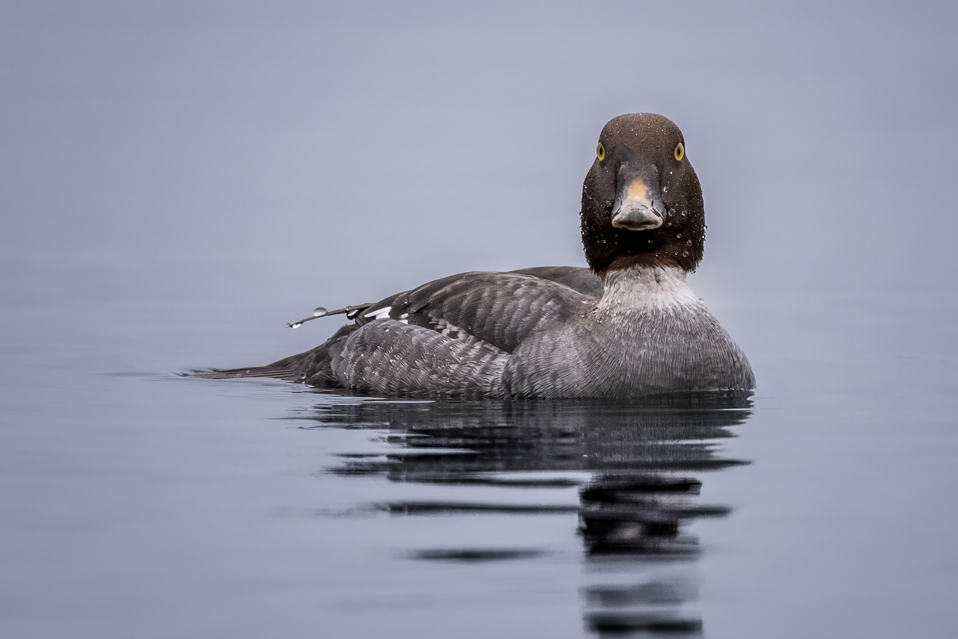 Common Goldeneye (F) - LaSalle Park