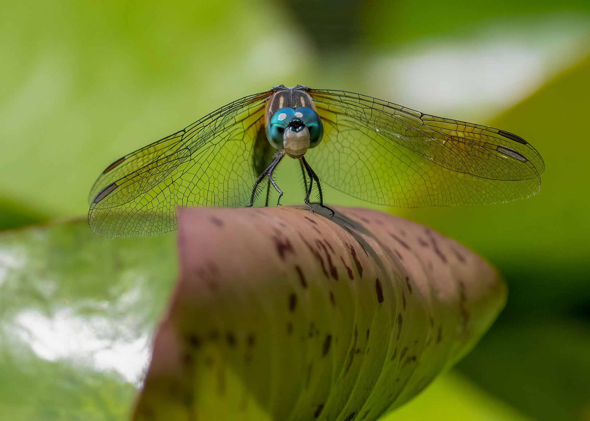 Blue Dasher Dragonfly - RBG