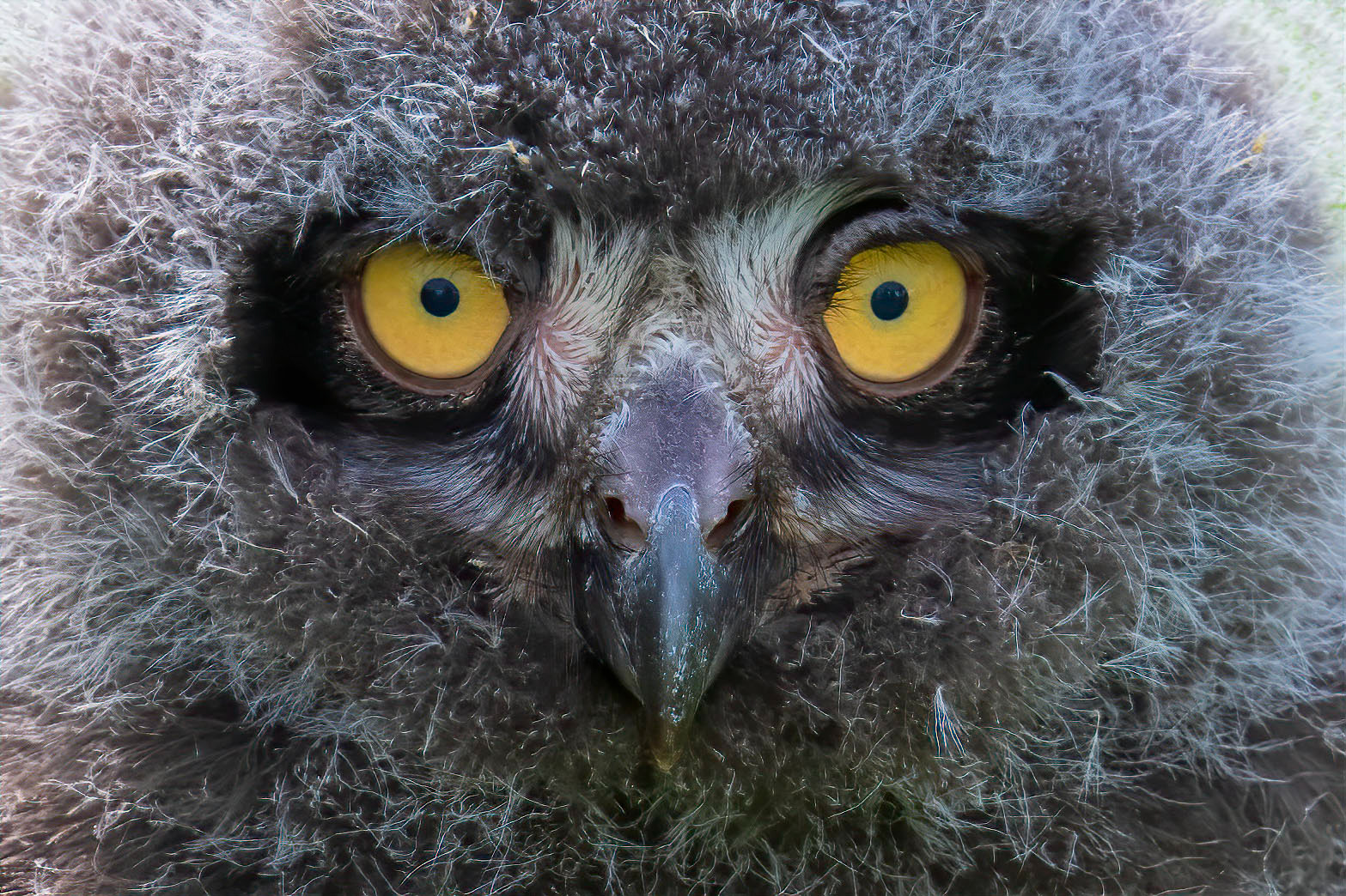 Snowy Owlet - Vittoria