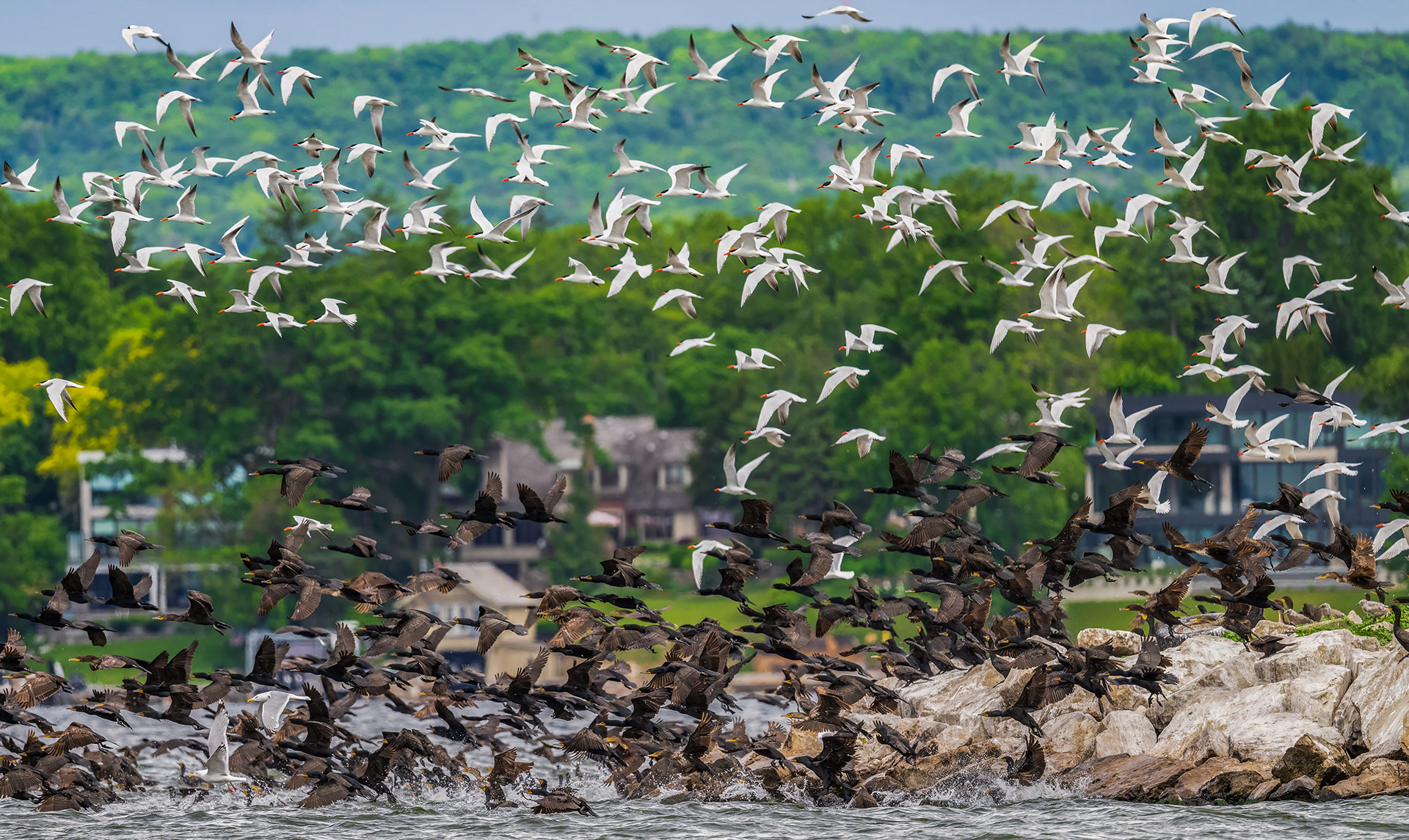 Cormorants & Terns - Burlington