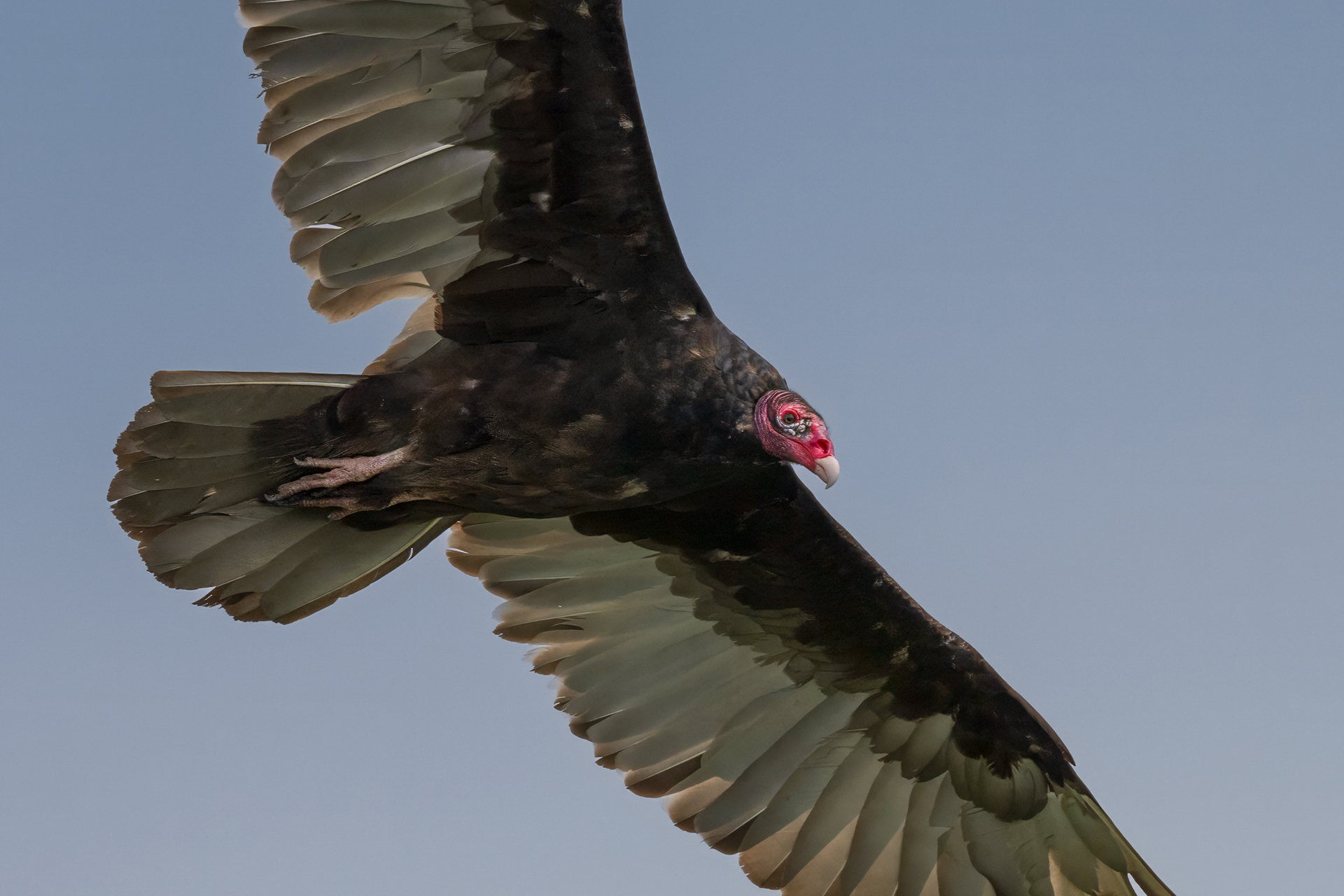 Turkey Vulture - Burlington
