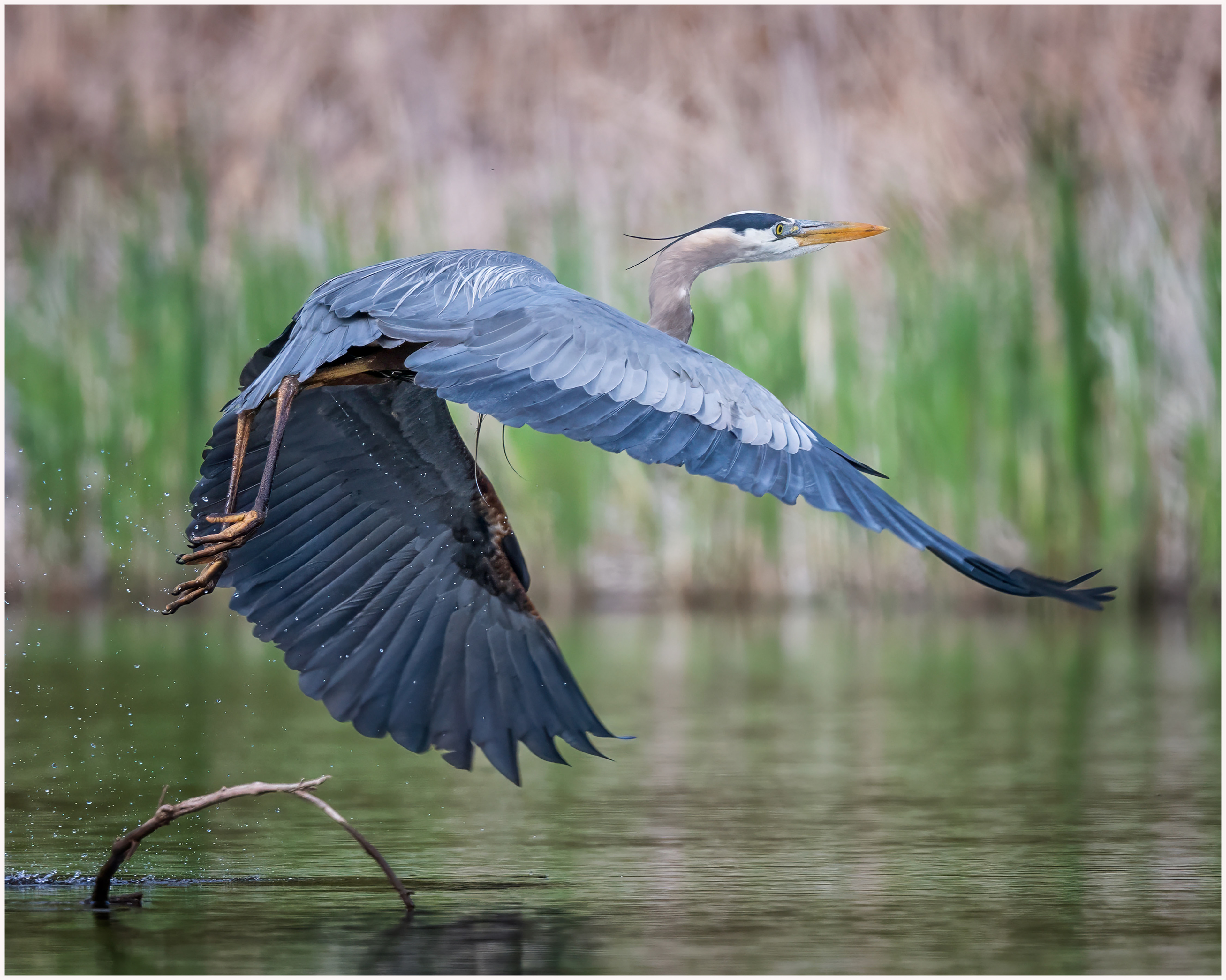 Great Blue Heron - Oakville