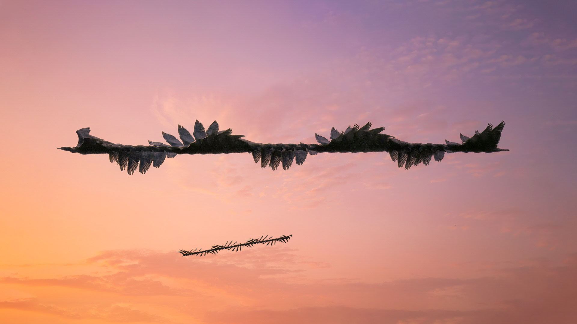 Cormorant Sequence - Oakville