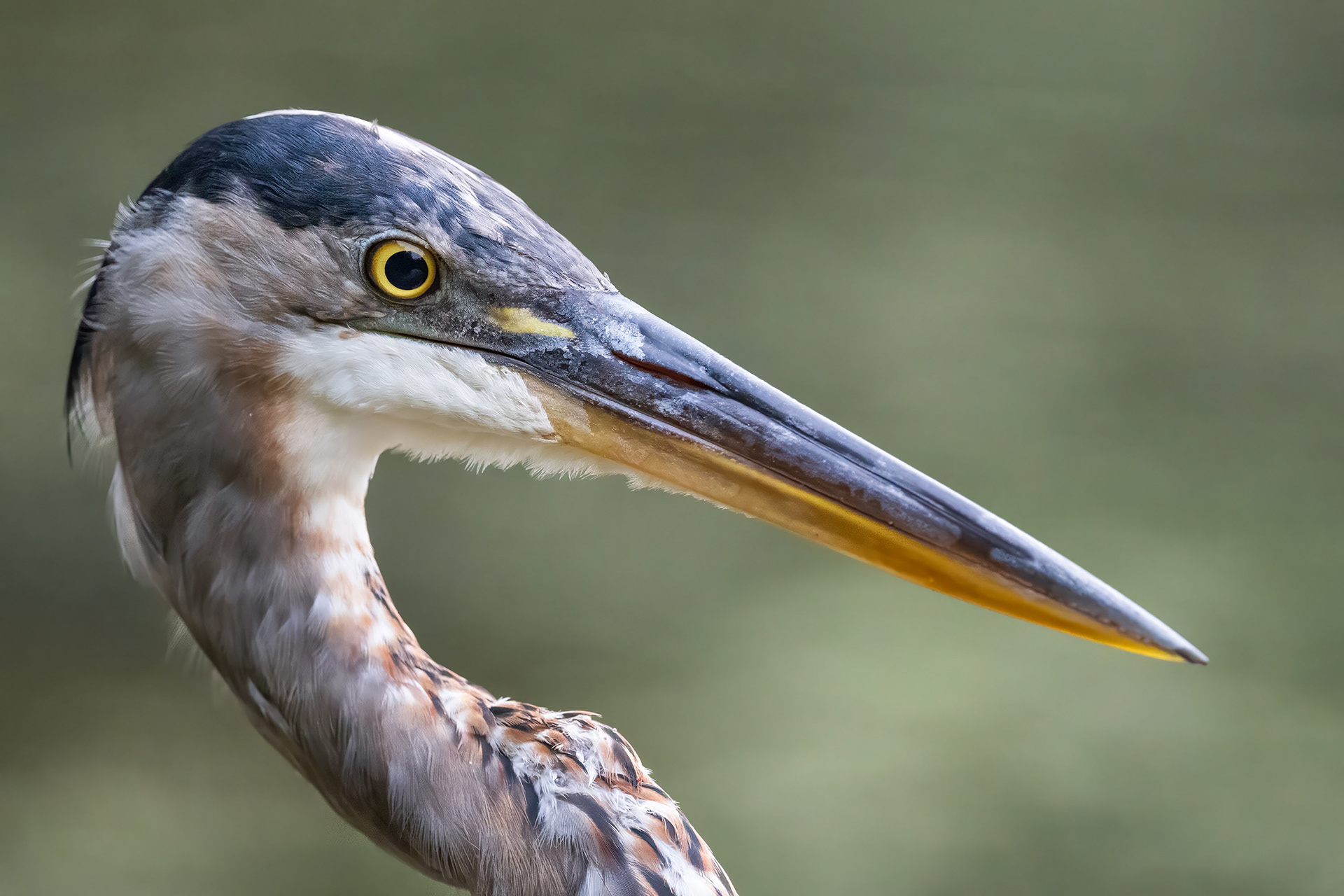 Great Blue Heron - RBG