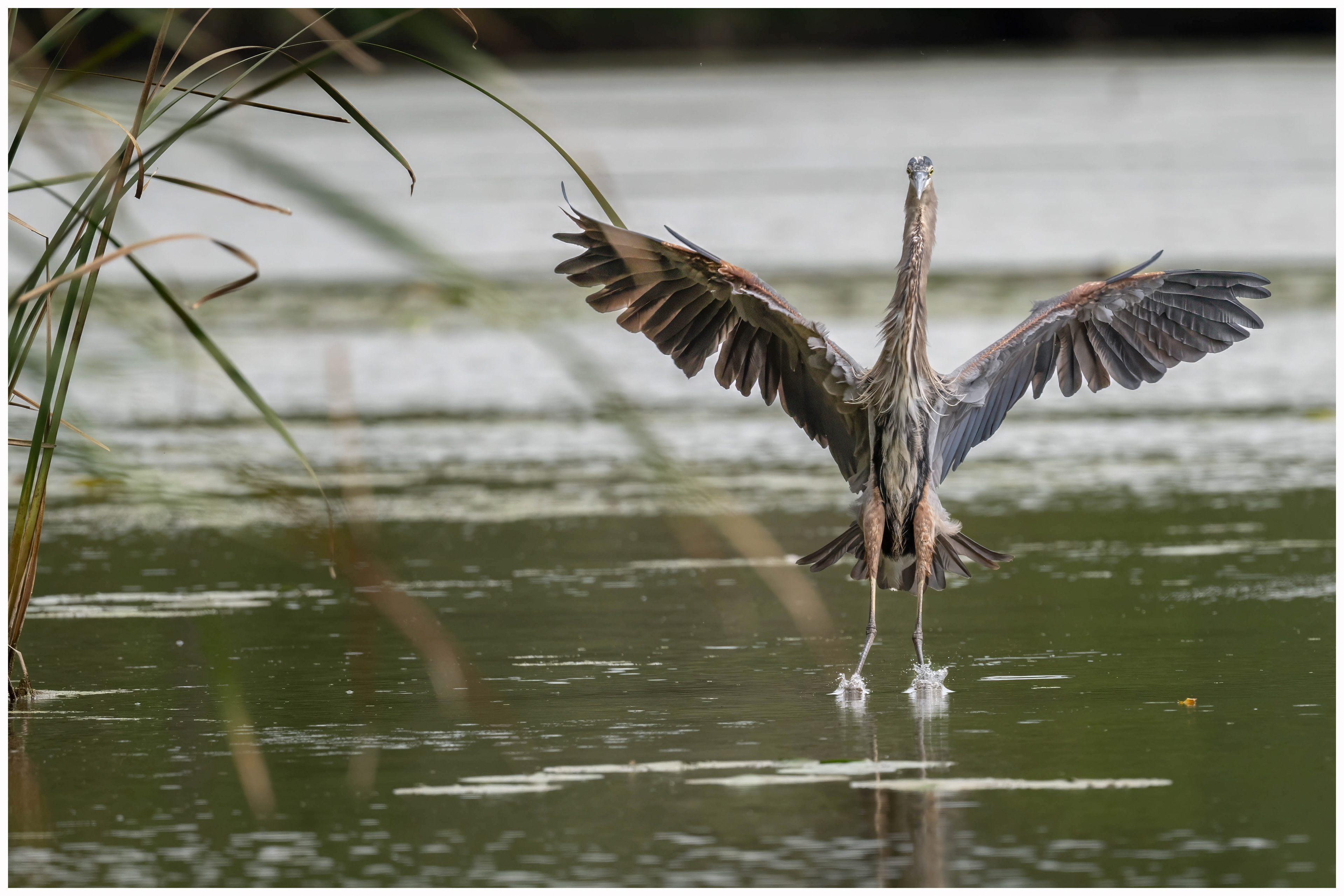 Great Blue Heron - RBG