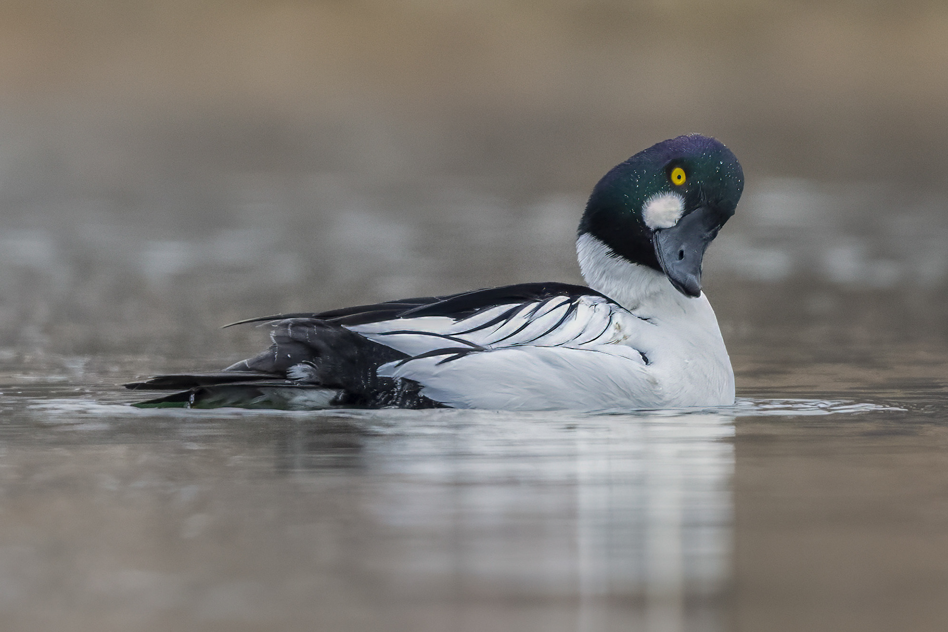 Common Goldeneye (male) - Burlington