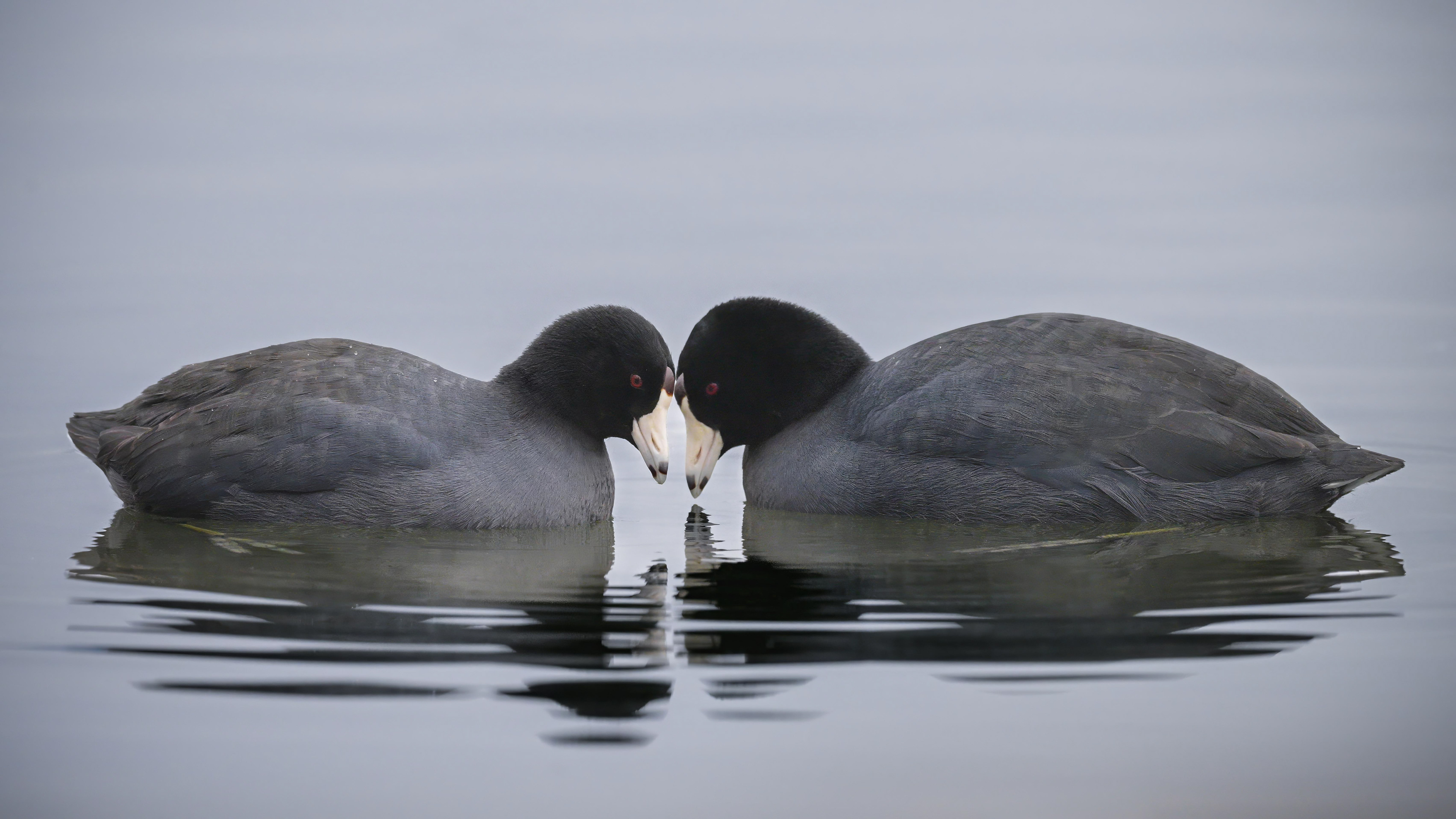American Coots - LaSalle Park