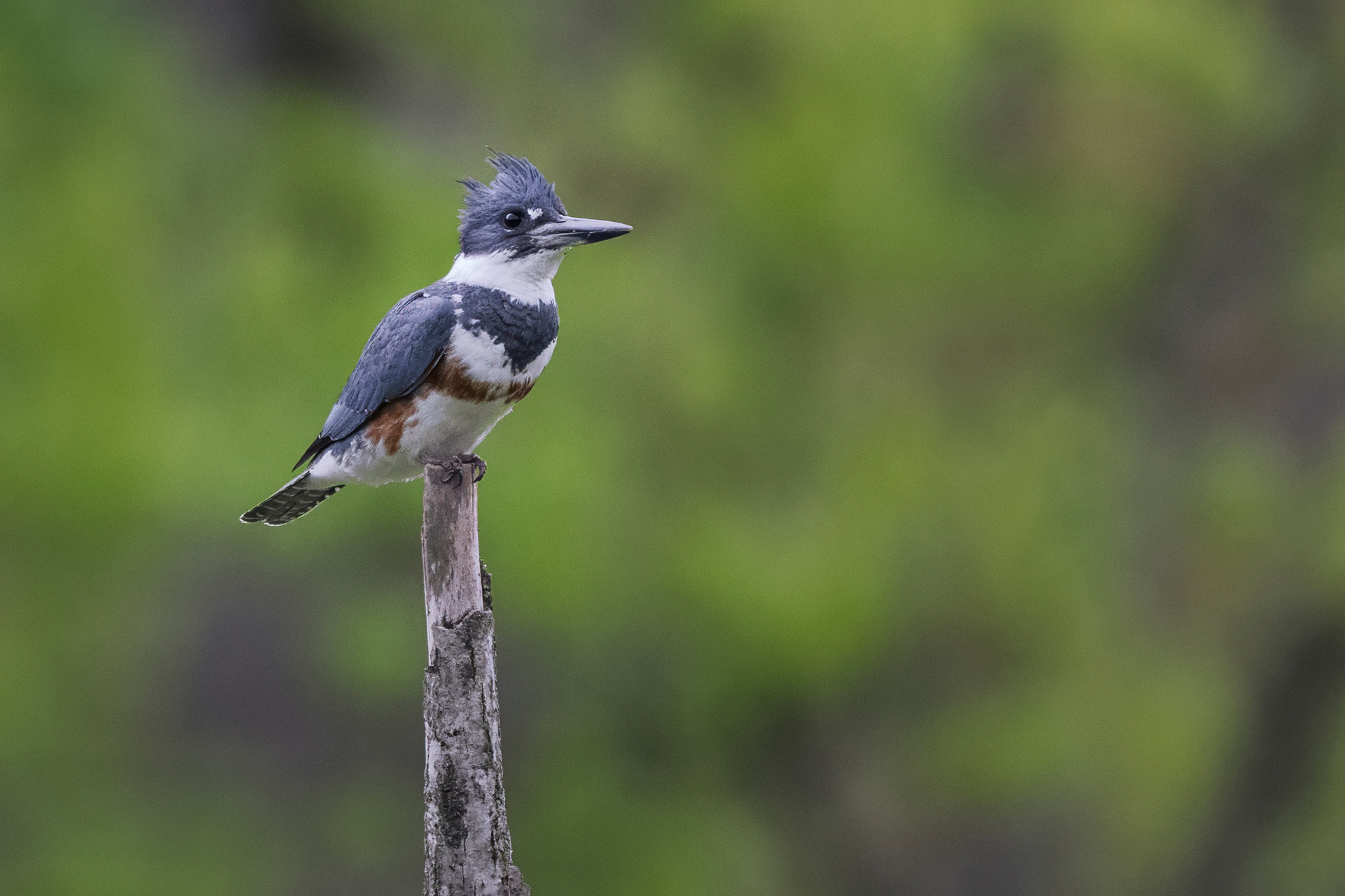 Belted Kingfisher - RBG