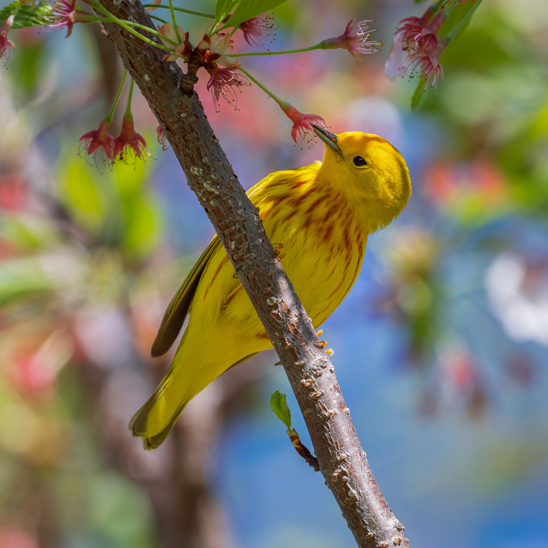 Yellow Warbler - RBG