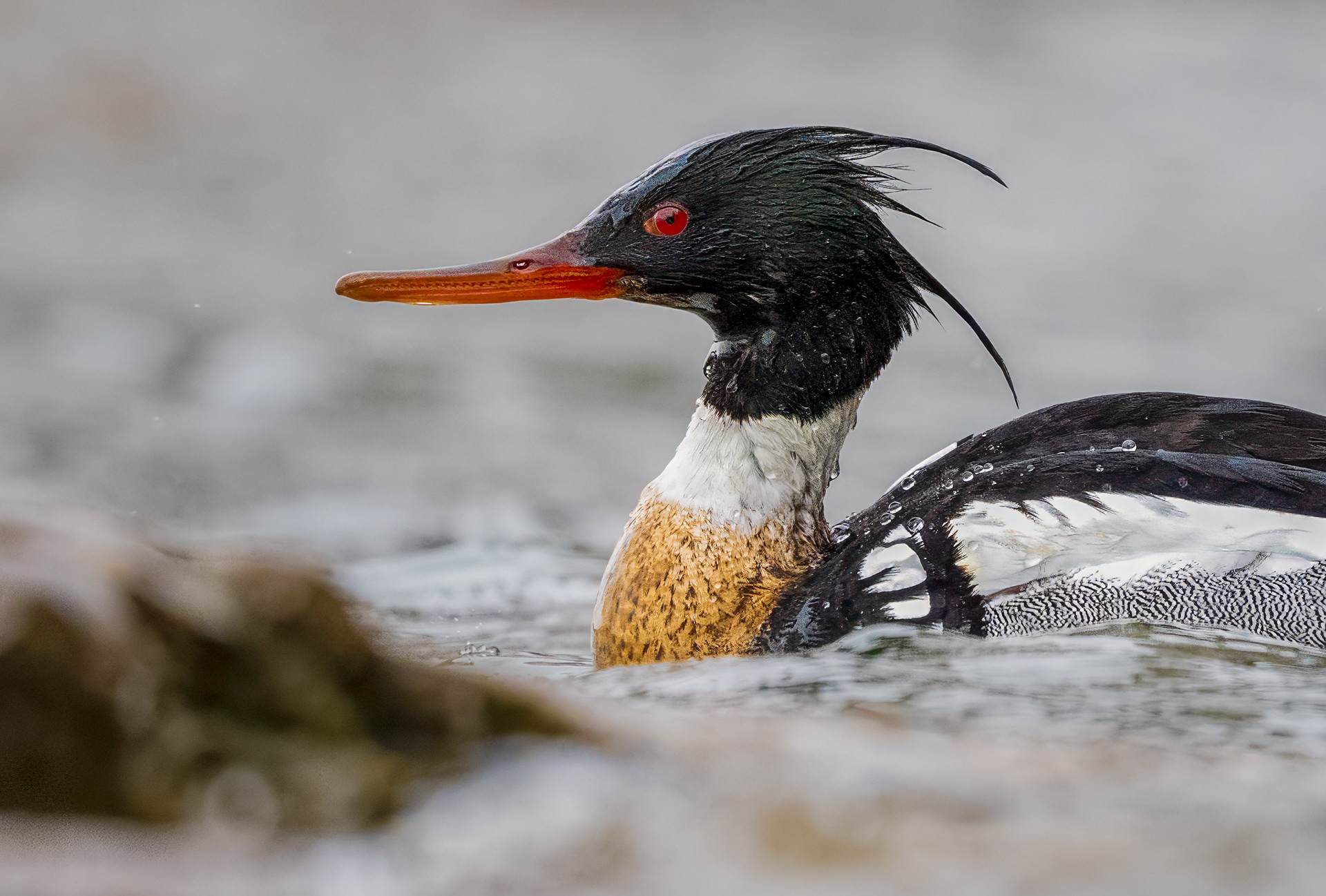 Red-breasted Merganser - Burlington