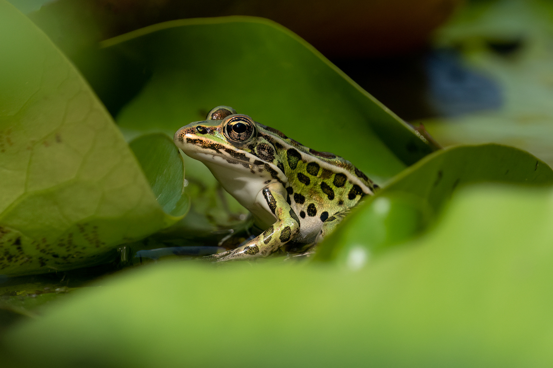 Northern Leopard Frog - RBG