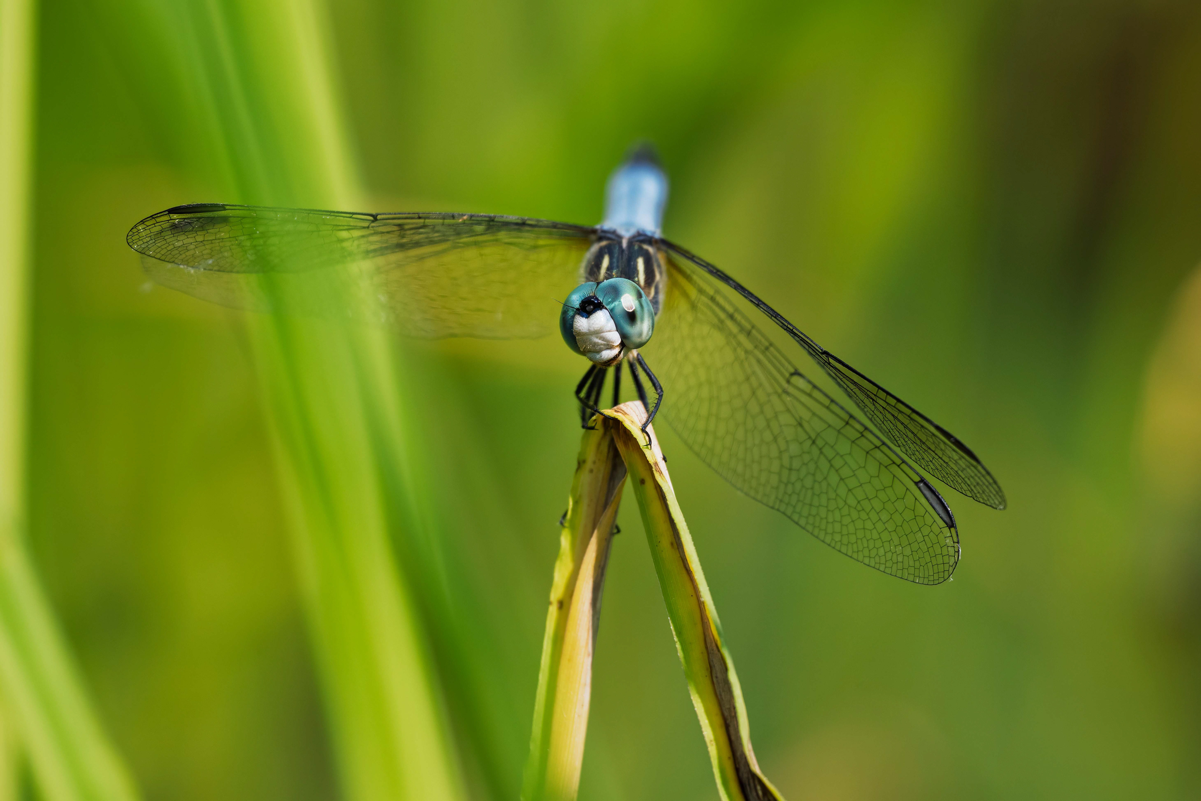 Blue Dasher Dragonfly - RBG