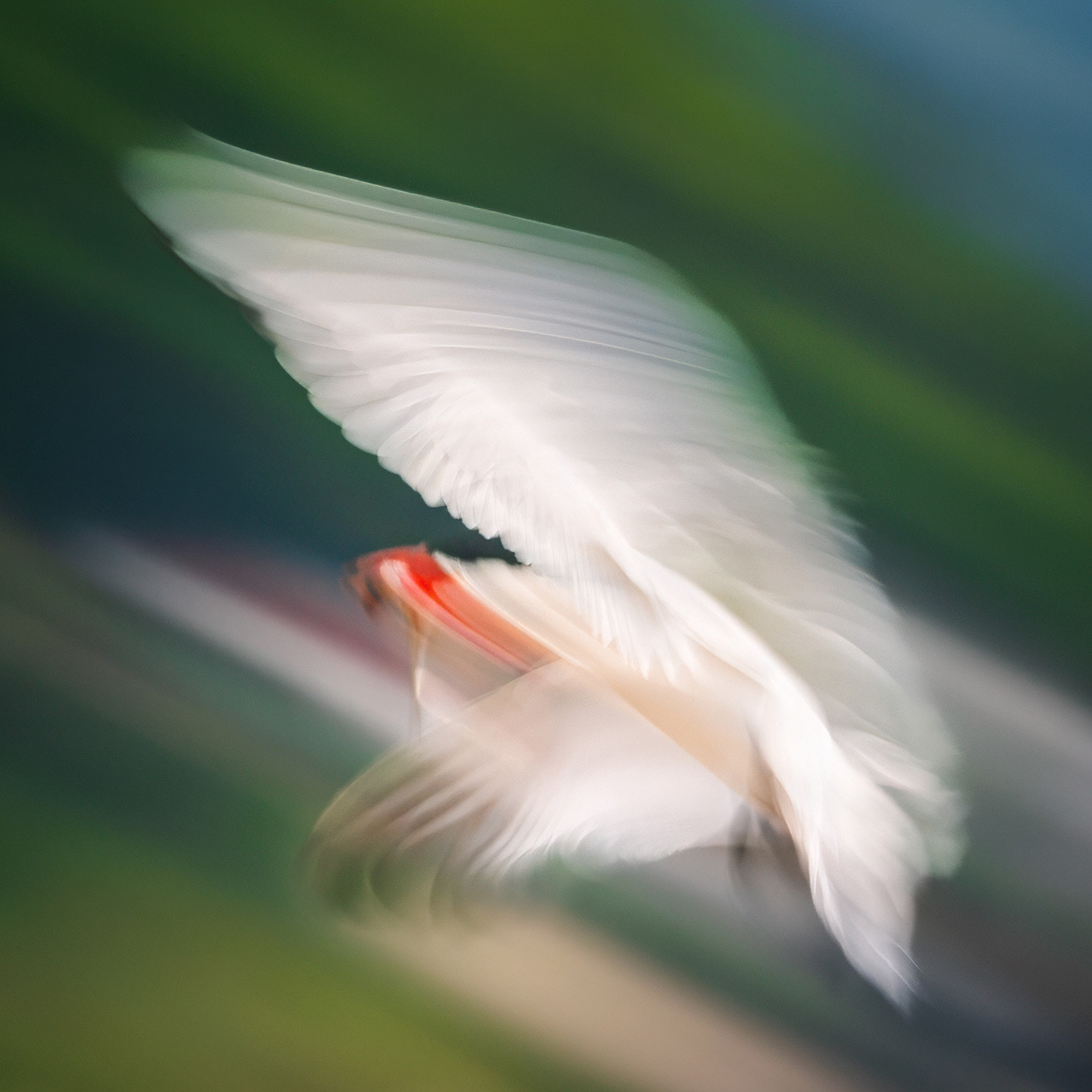 Caspian Tern - Burlington