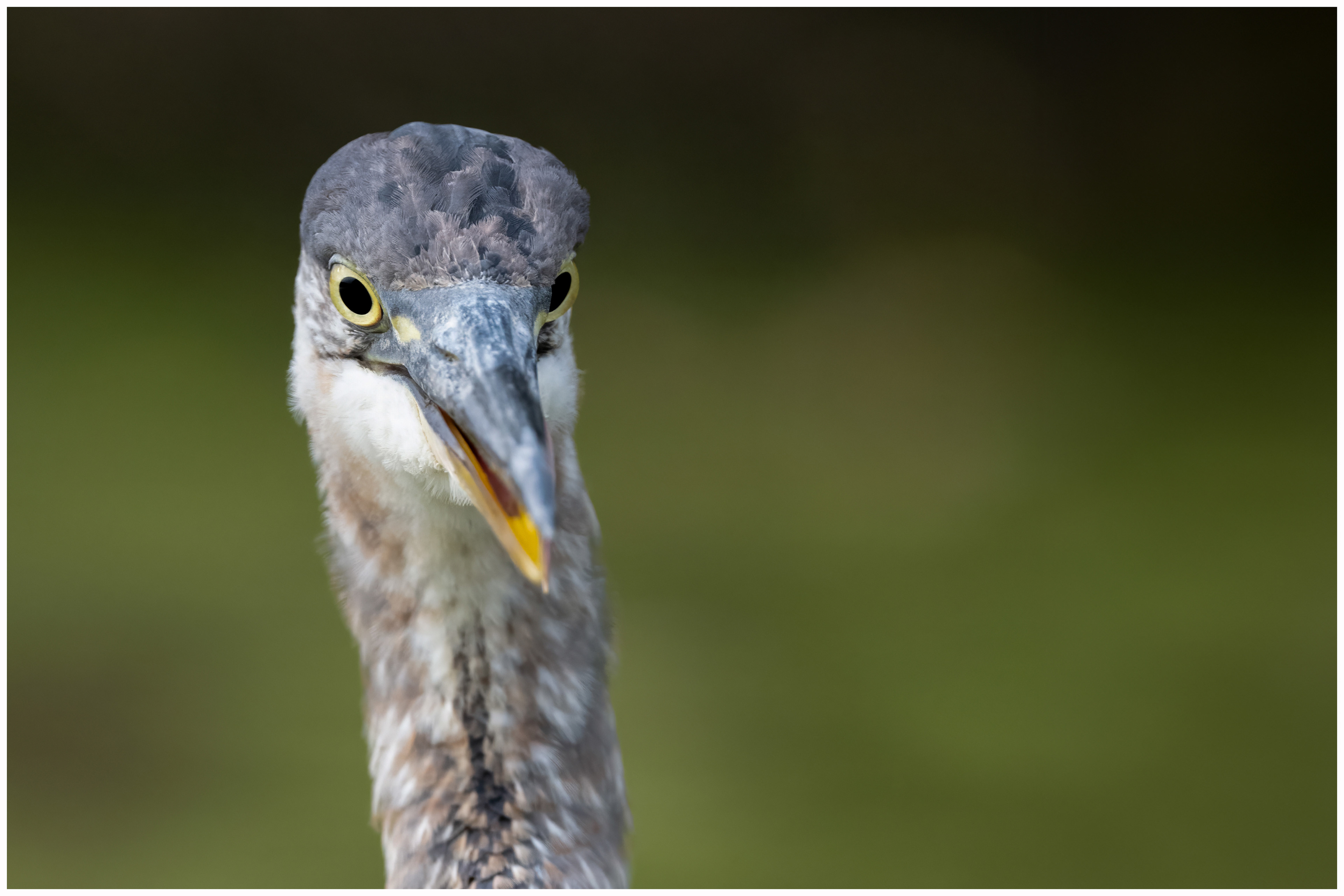 Great Blue Heron - RBG