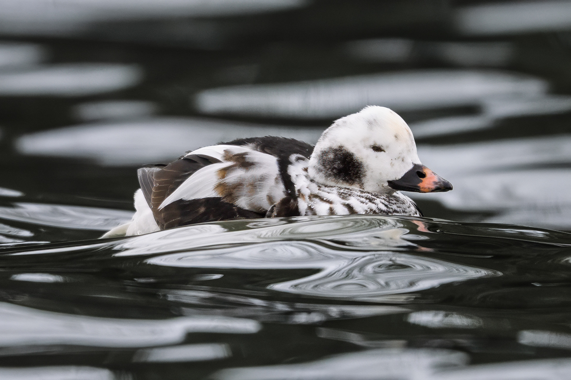 Long-tailed Duck - Oakville