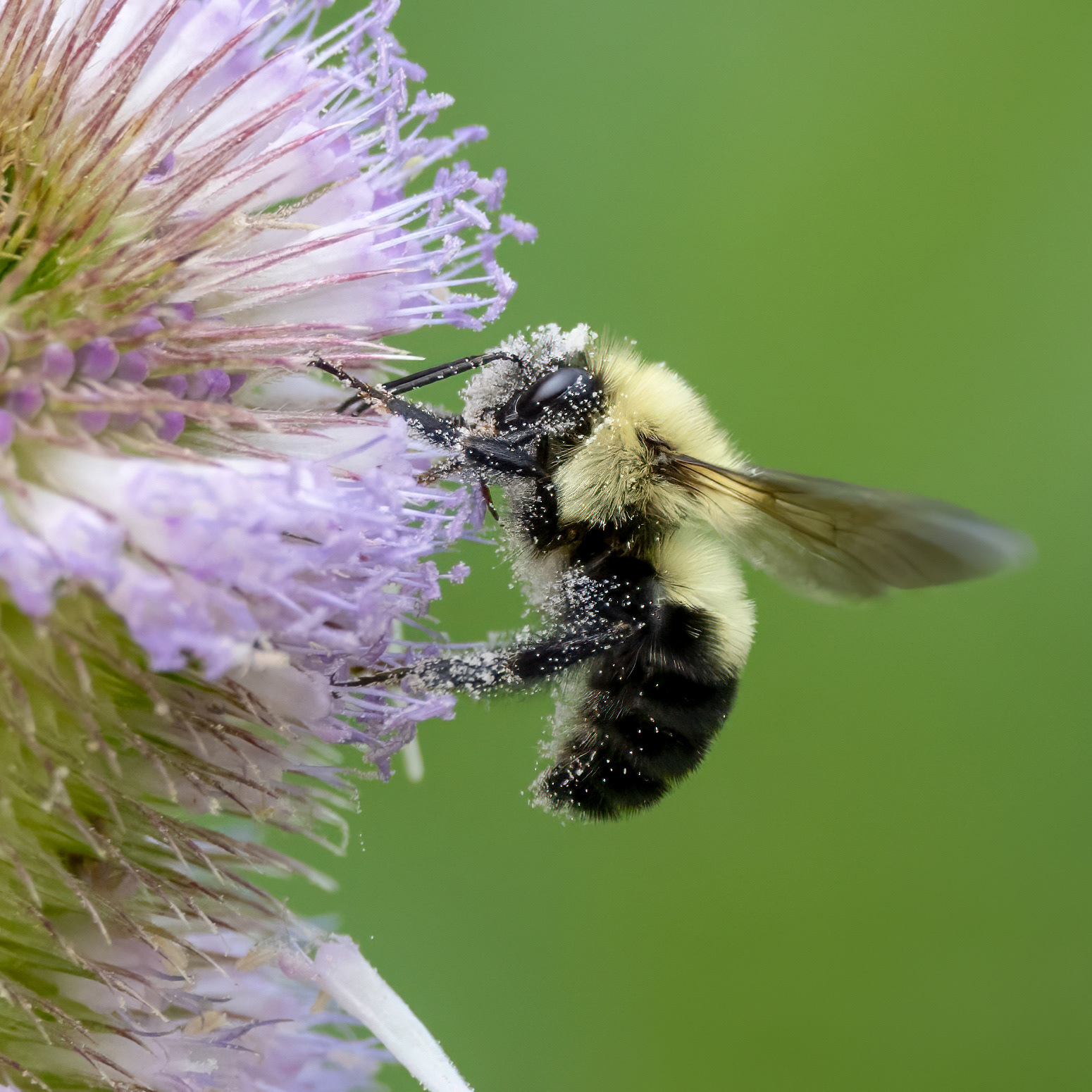 Bumblebee - Red Hill Trail