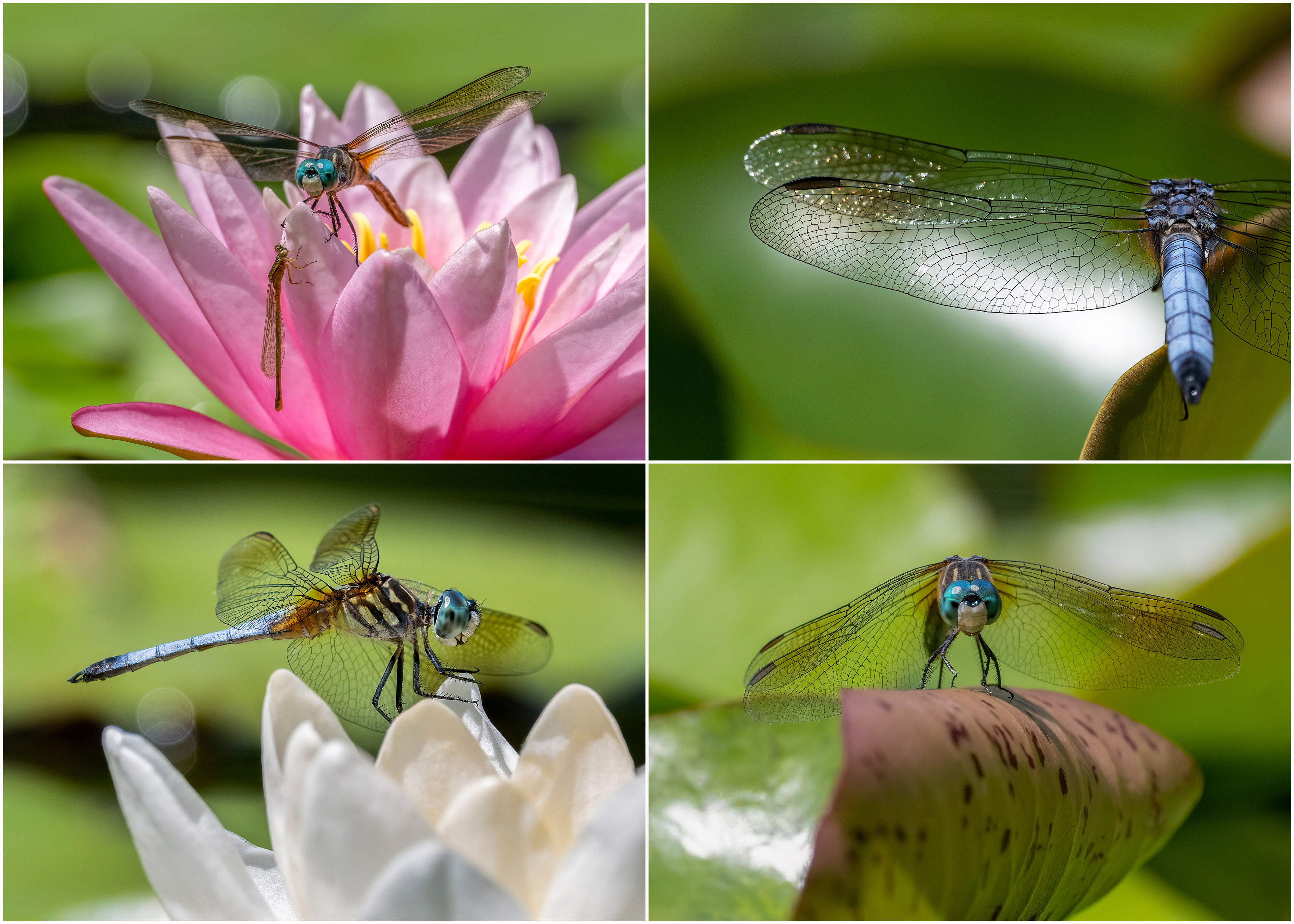 Dragonfly Collage