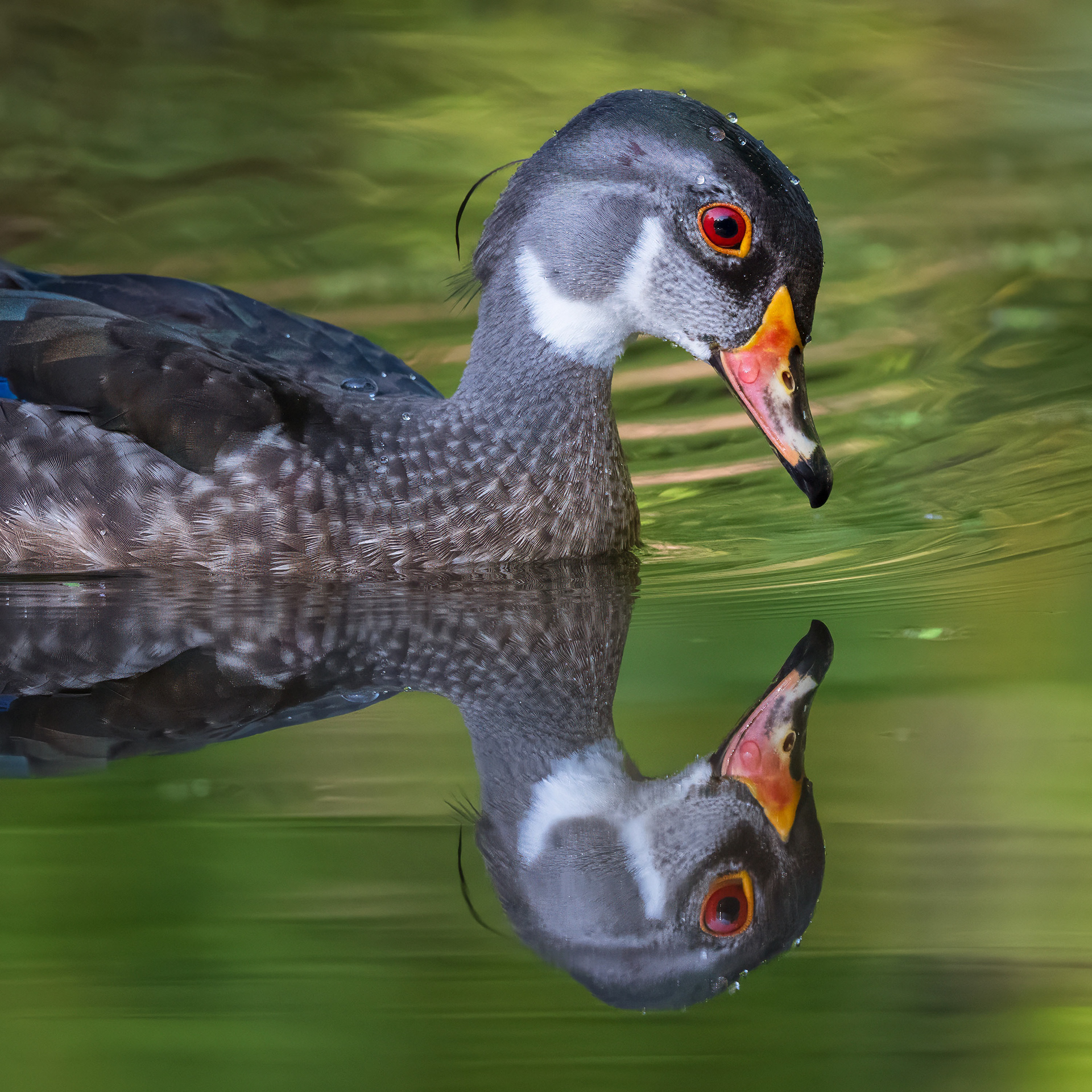Juvenile Male Wood Duck - RBG