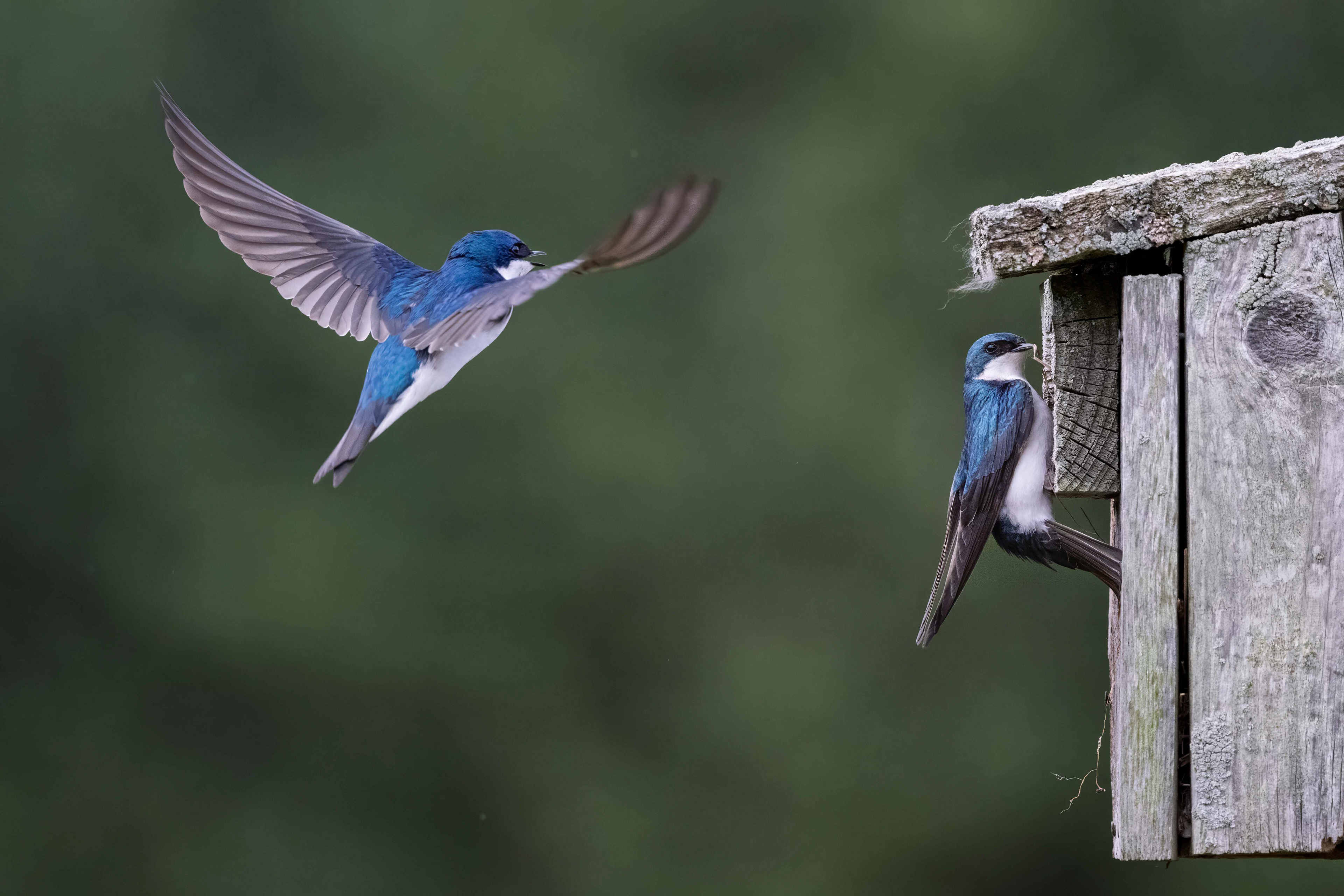 Tree Swallows - RBG