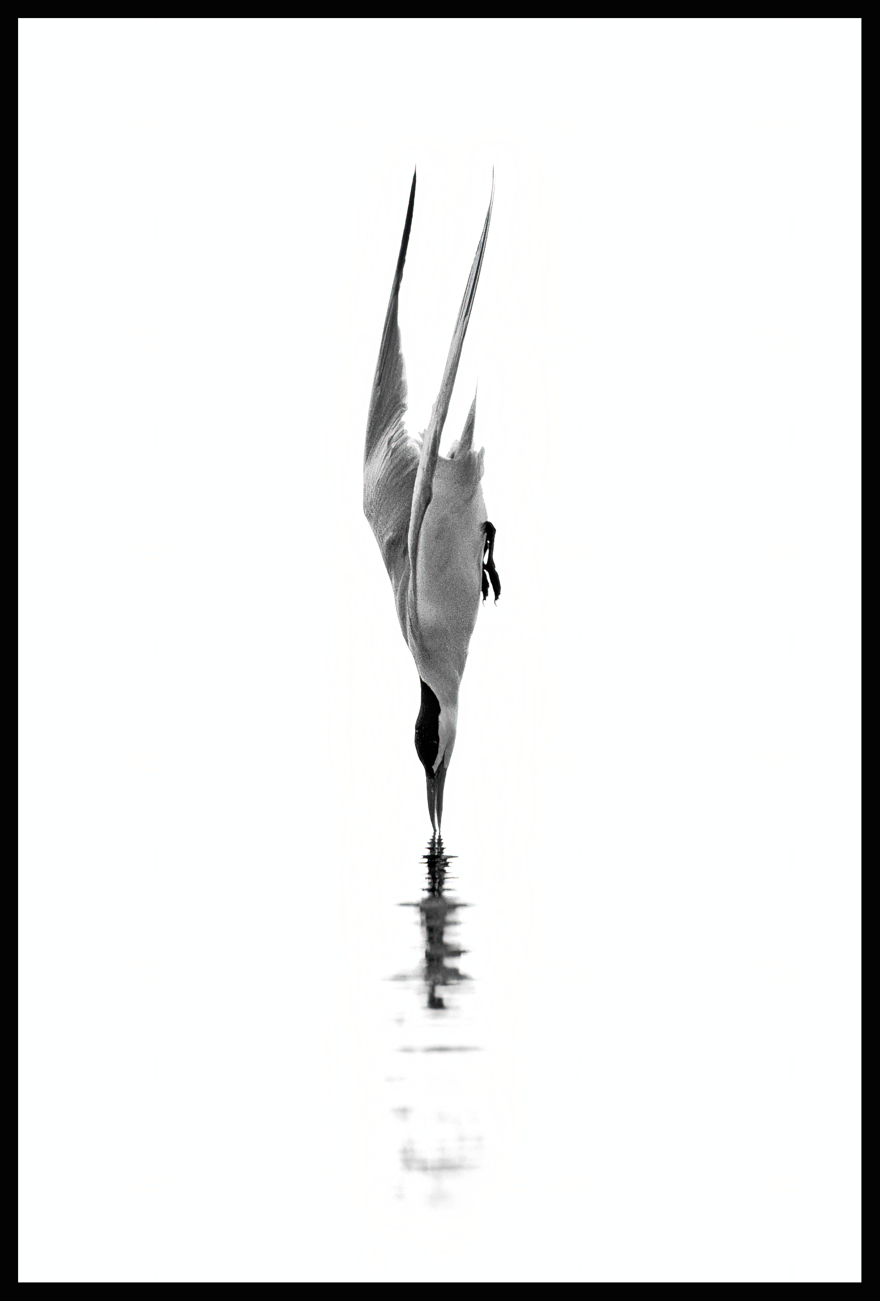 Caspian Tern - Oakville