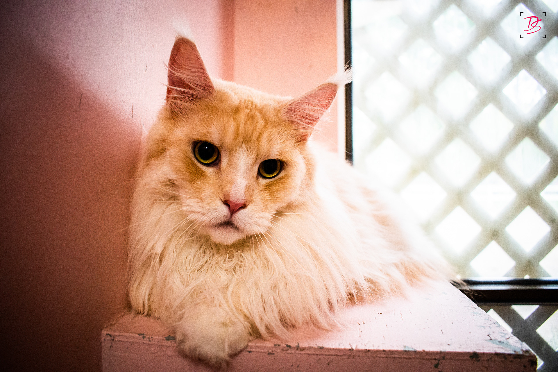 Cassius