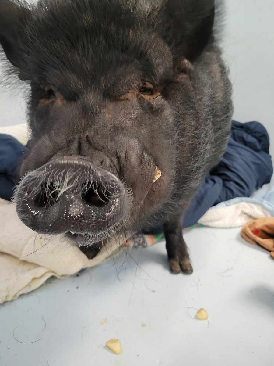 Wilbur