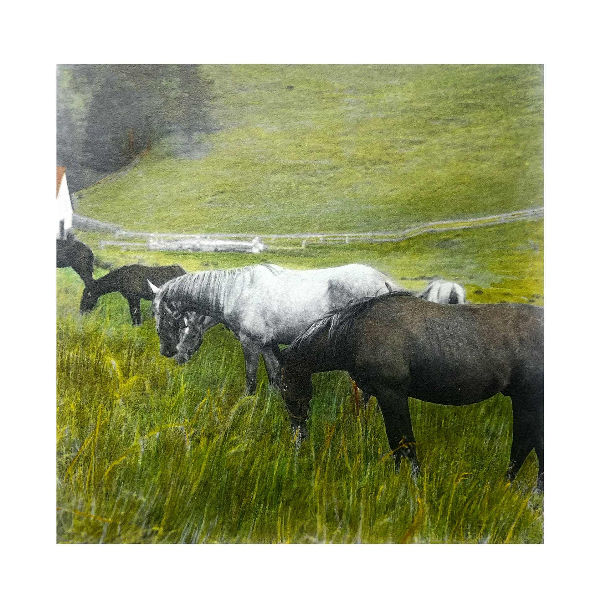 LIPAZZANER HORSES, GRAZ