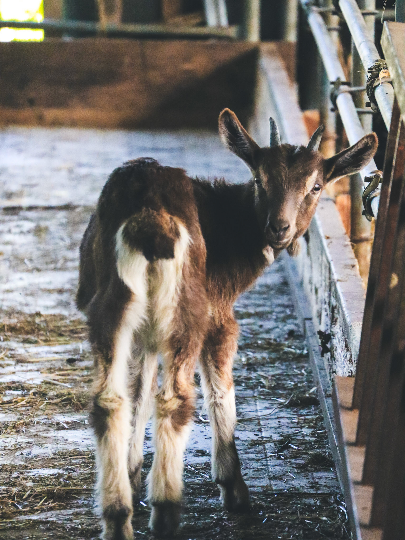 Chiot Martin, Italy