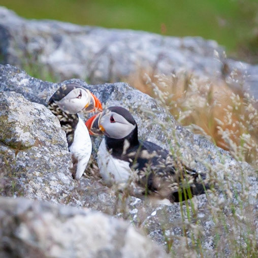 Two Puffins