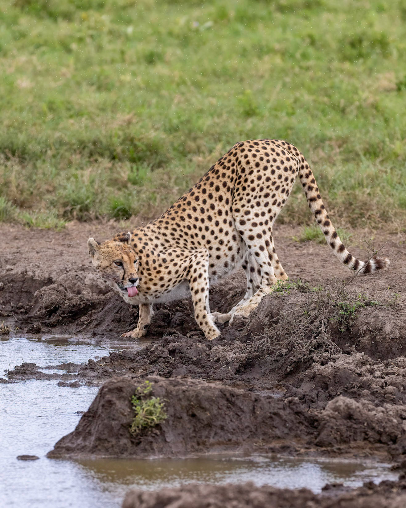 Thirsty cheetah