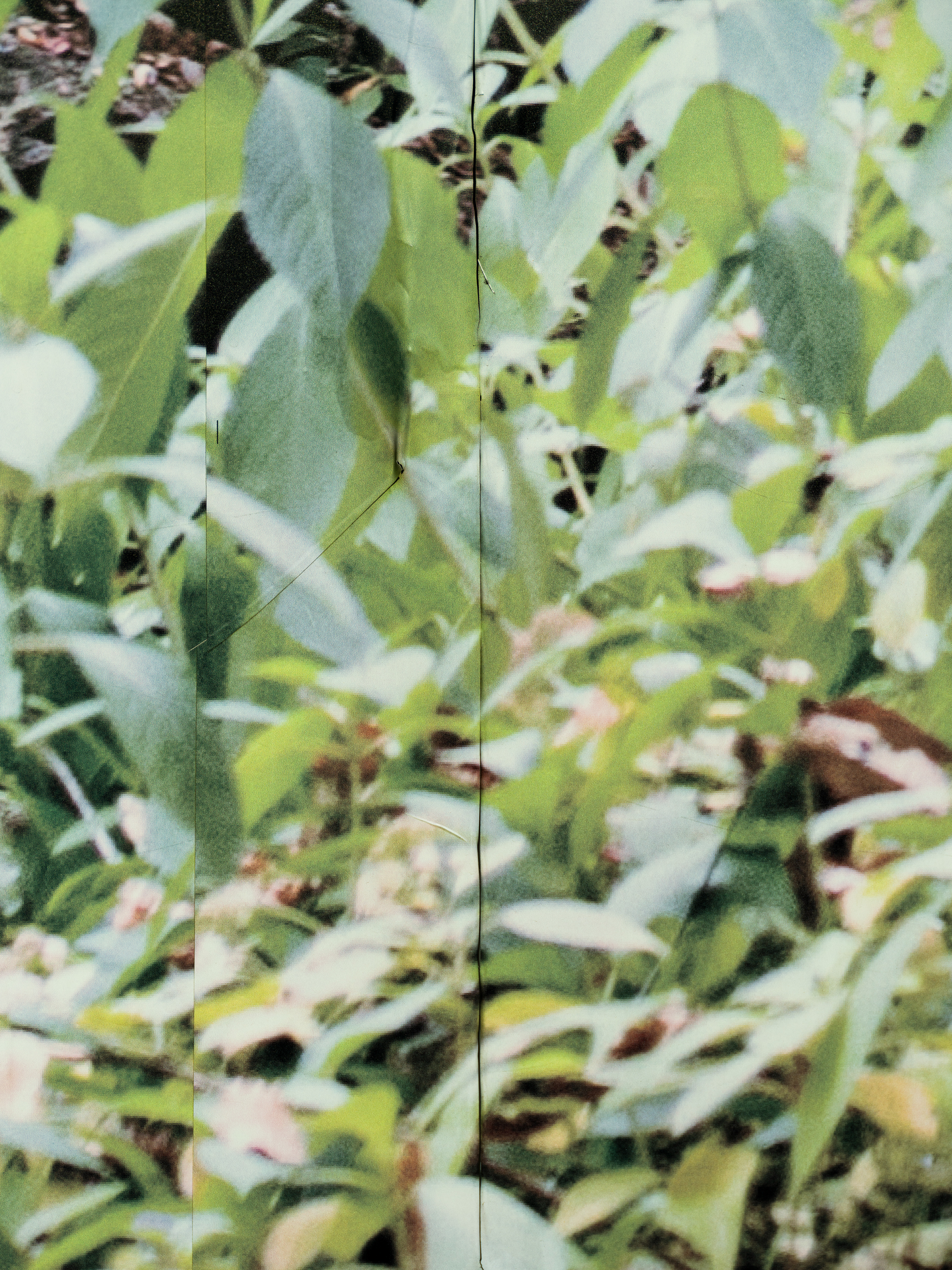 풀, pigment print on canvas, 120X90X4cm, 2025