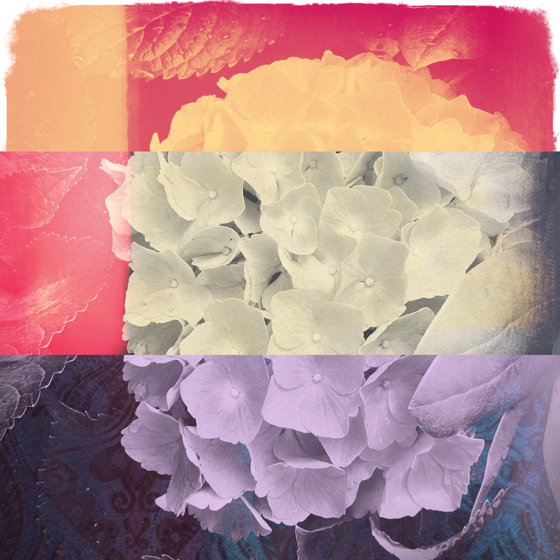 Hydrangea, Yorktown,Va