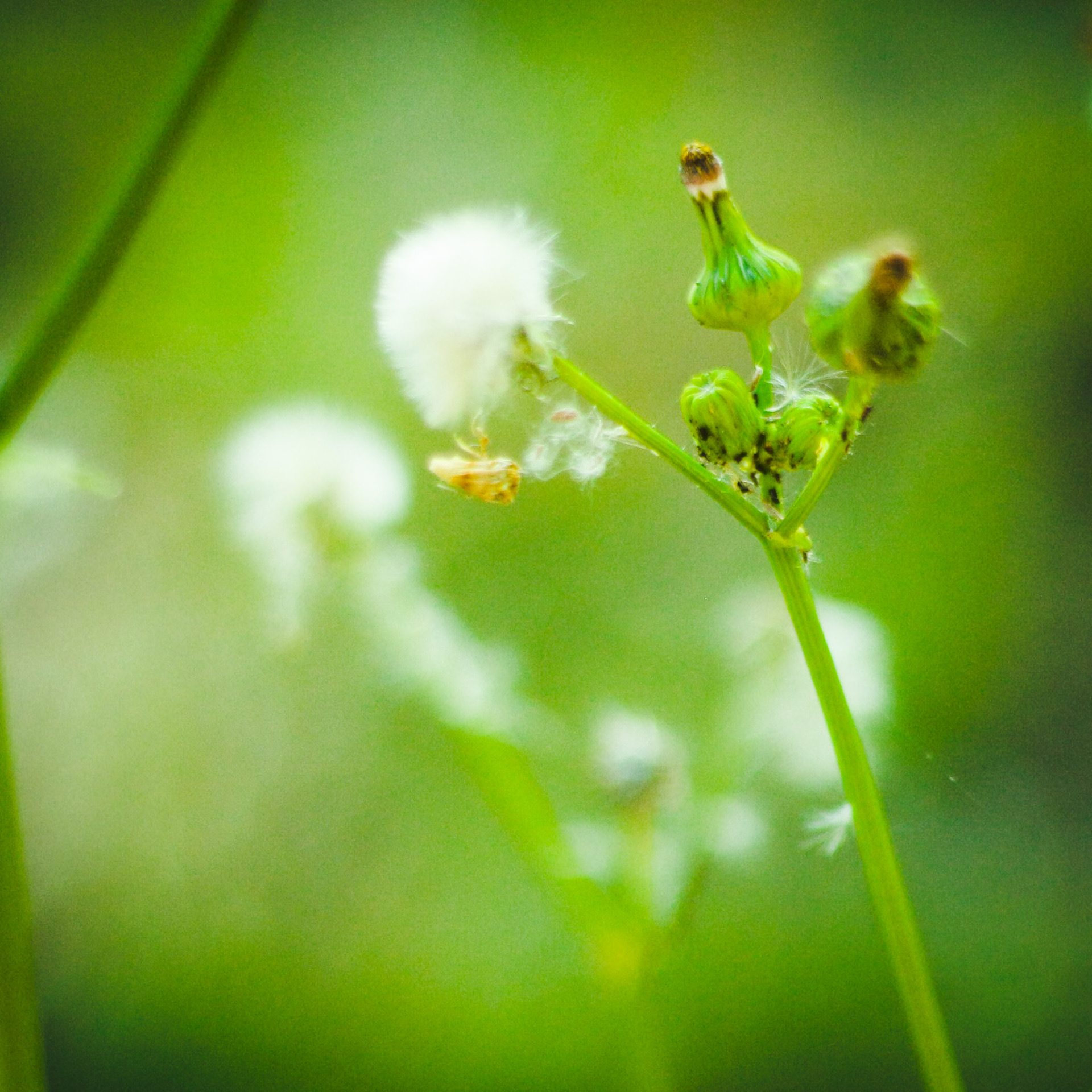 Last Wish, Hampton,VA