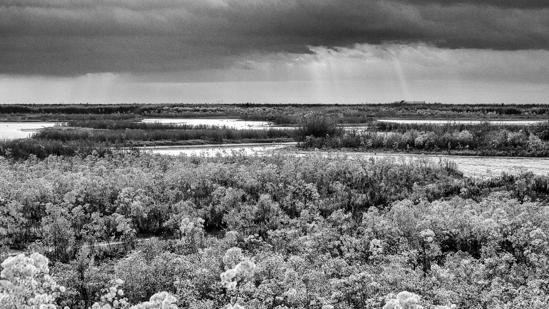 Riet , water en dreigende luchten (dankzij Lightroom!)