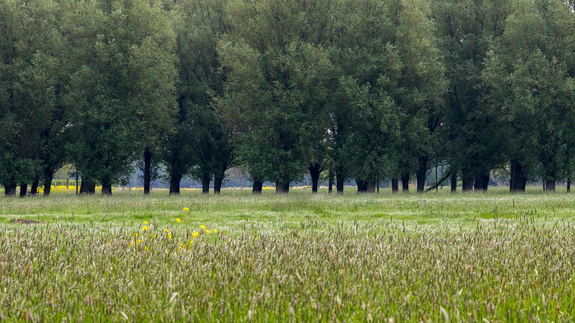 Lexmond, Achthovense Wetering