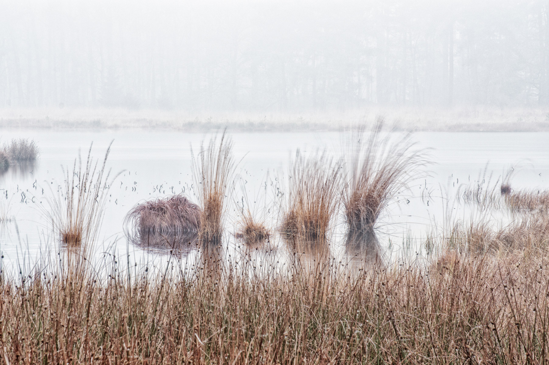 Graspollen in de mist