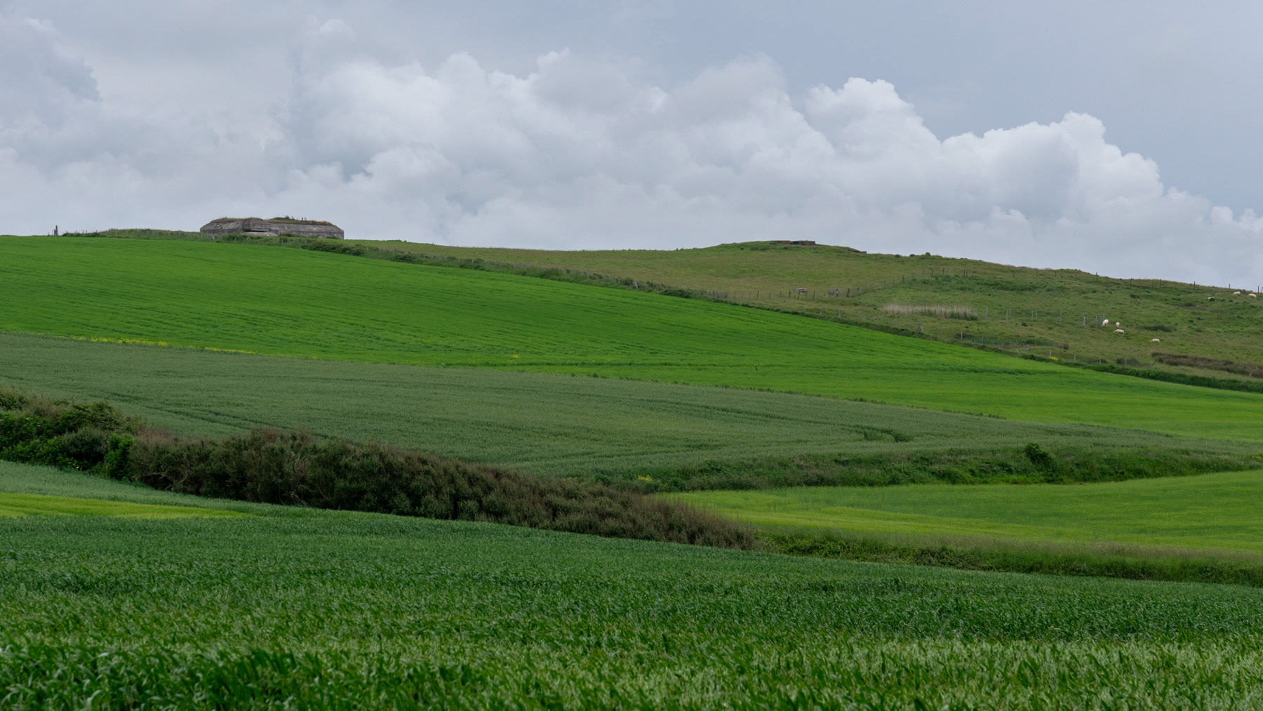 Glooiende vlasakkers bij Cap Gris Nez