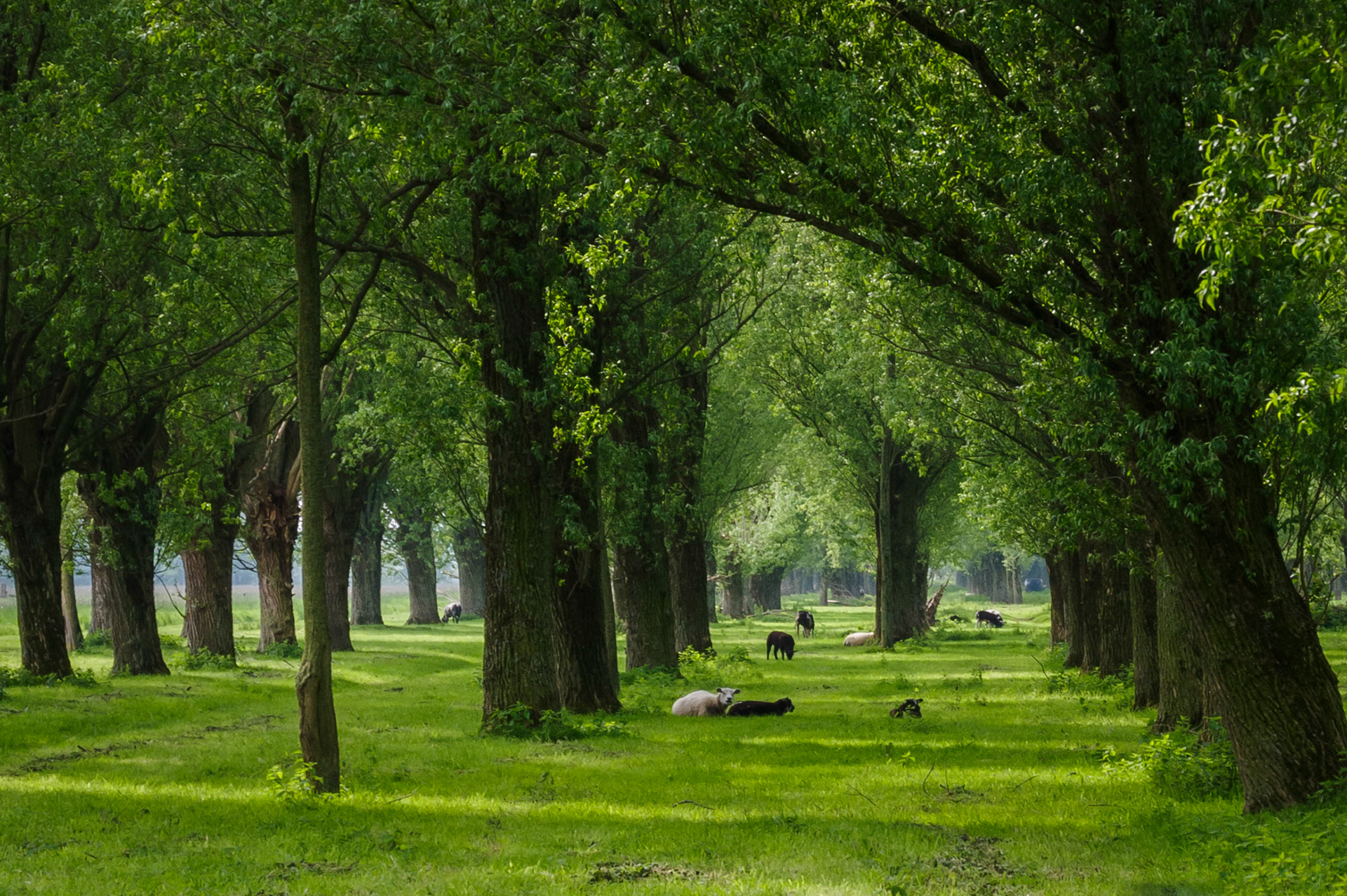 Kathedraalachtige sfeer bij Lexmond.