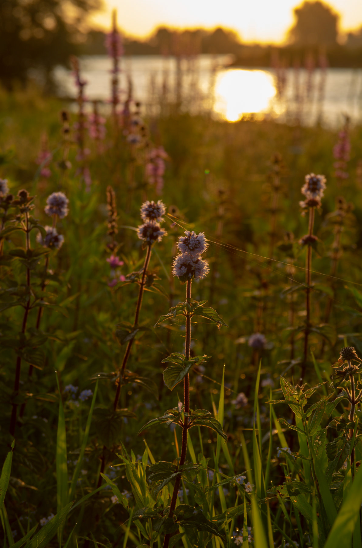Zonsopkomst in de zomer