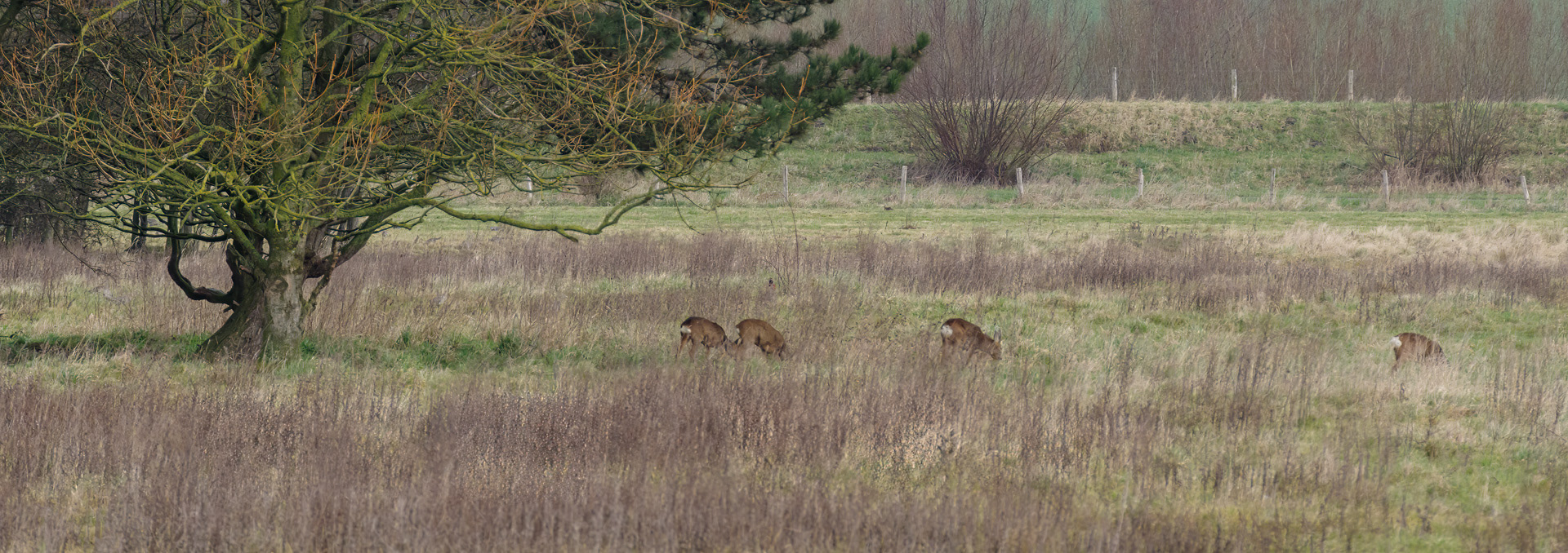 Reeën heten hier hertjes.