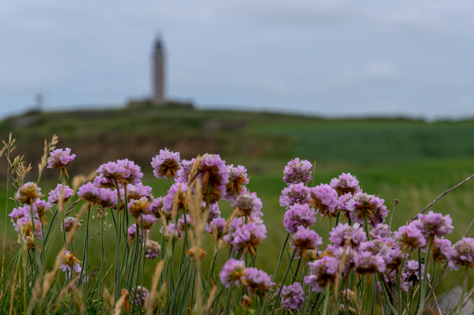 Cap Gris Nez, gezien door de bloemen op de rand van de klif