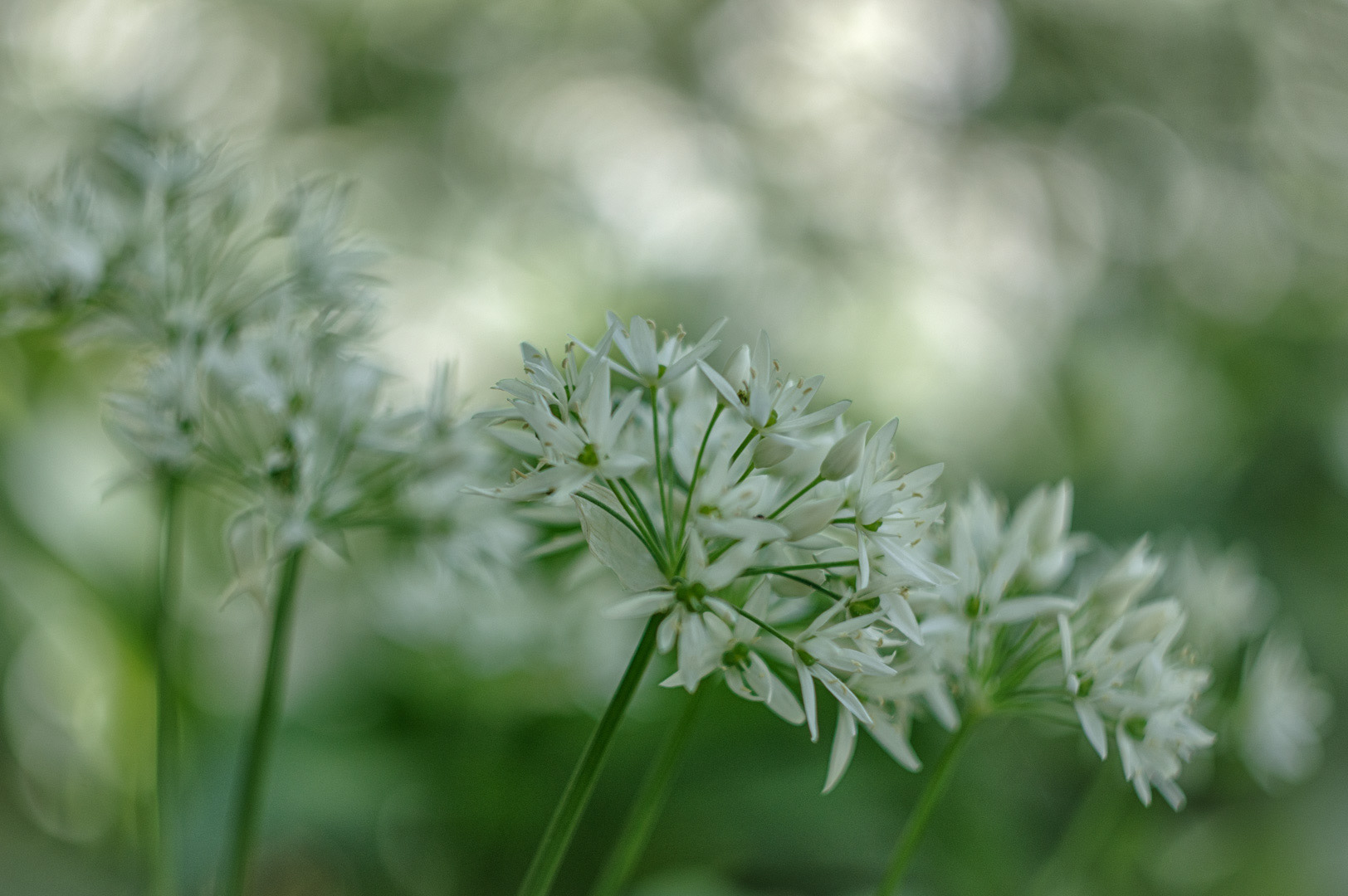 Ook dichtbij een mooie bloem.