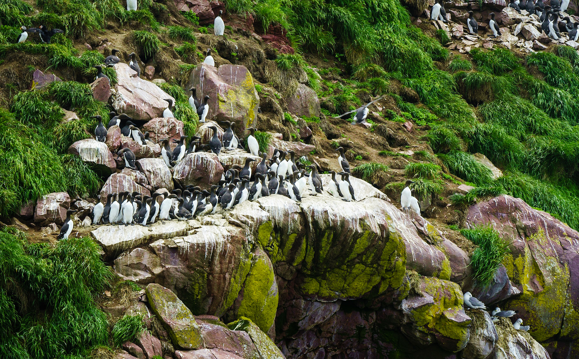The common murre or common guillemot is a large auk. It has a circumpolar distribution, occurring in low-Arctic and boreal waters in the North Atlantic and North Pacific. It spends most of its time at sea, only coming to land to breed on rocky cliff shores.