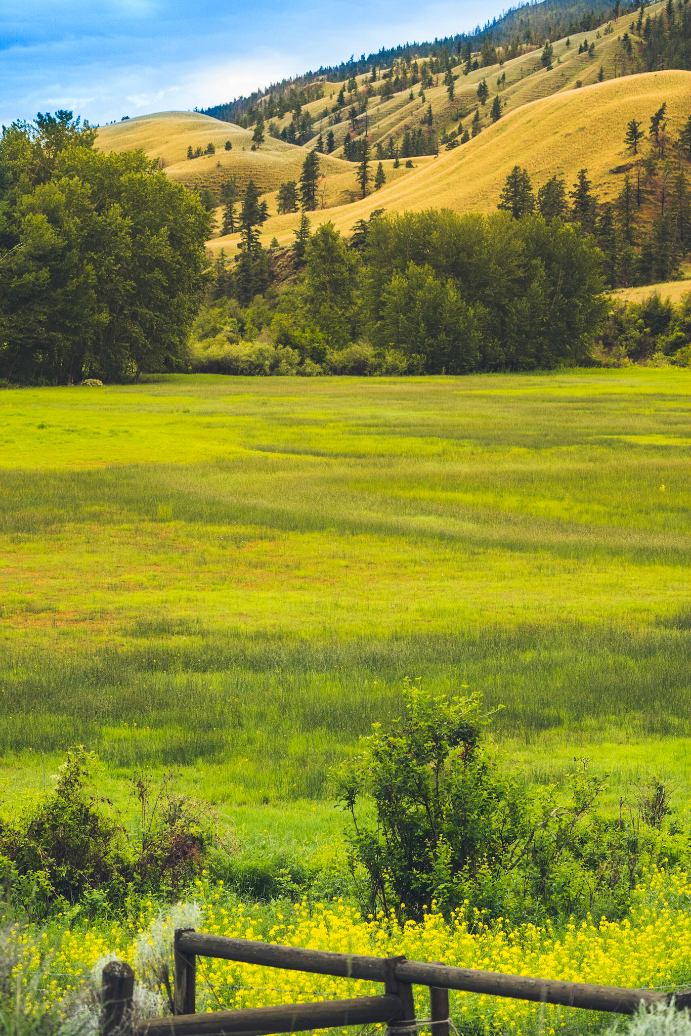 Meadows