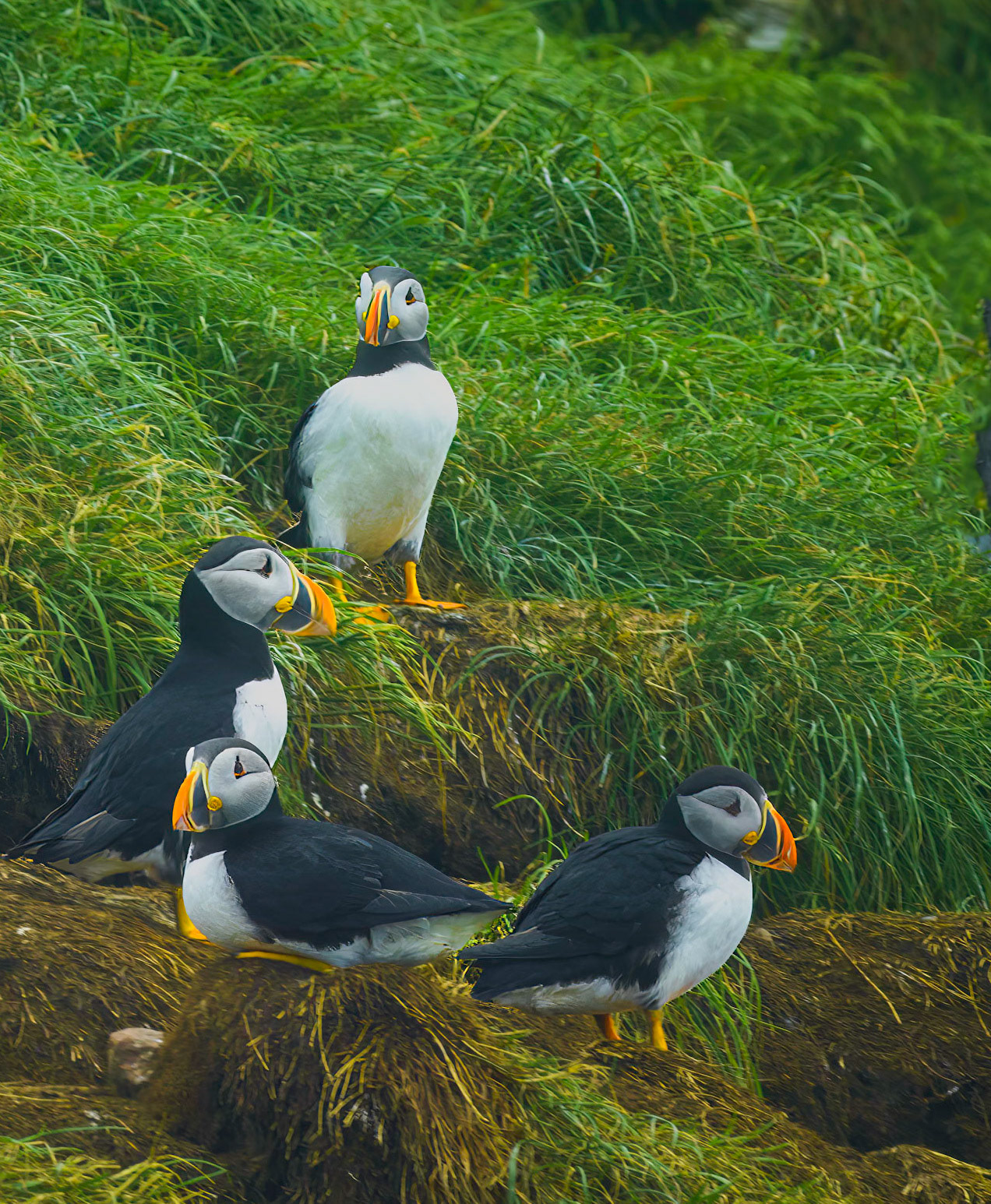 Puffins nesting
