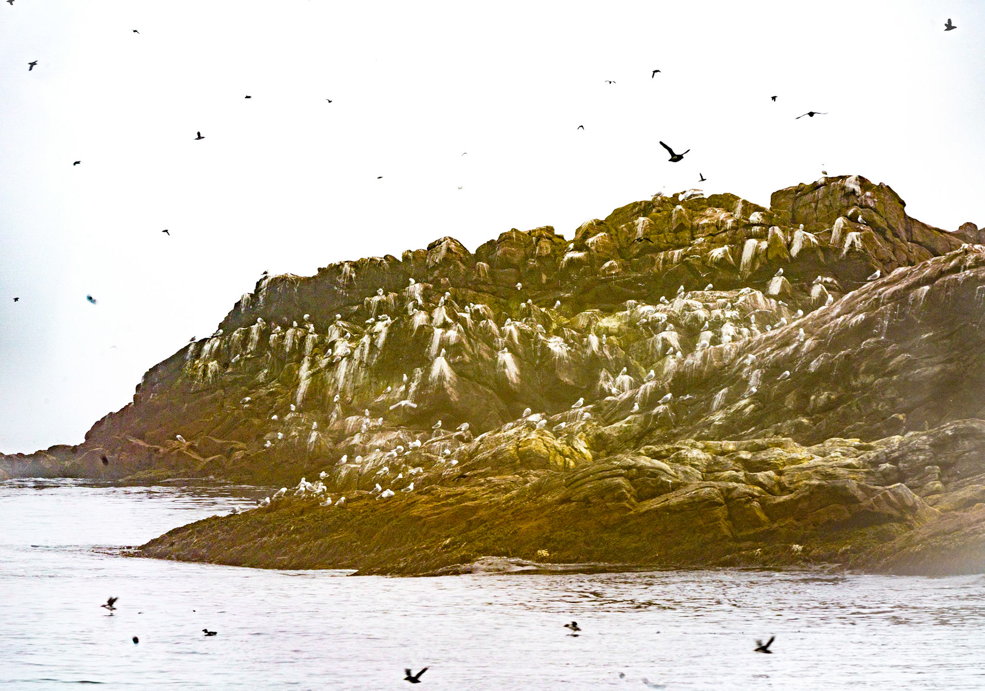 Gull Island
